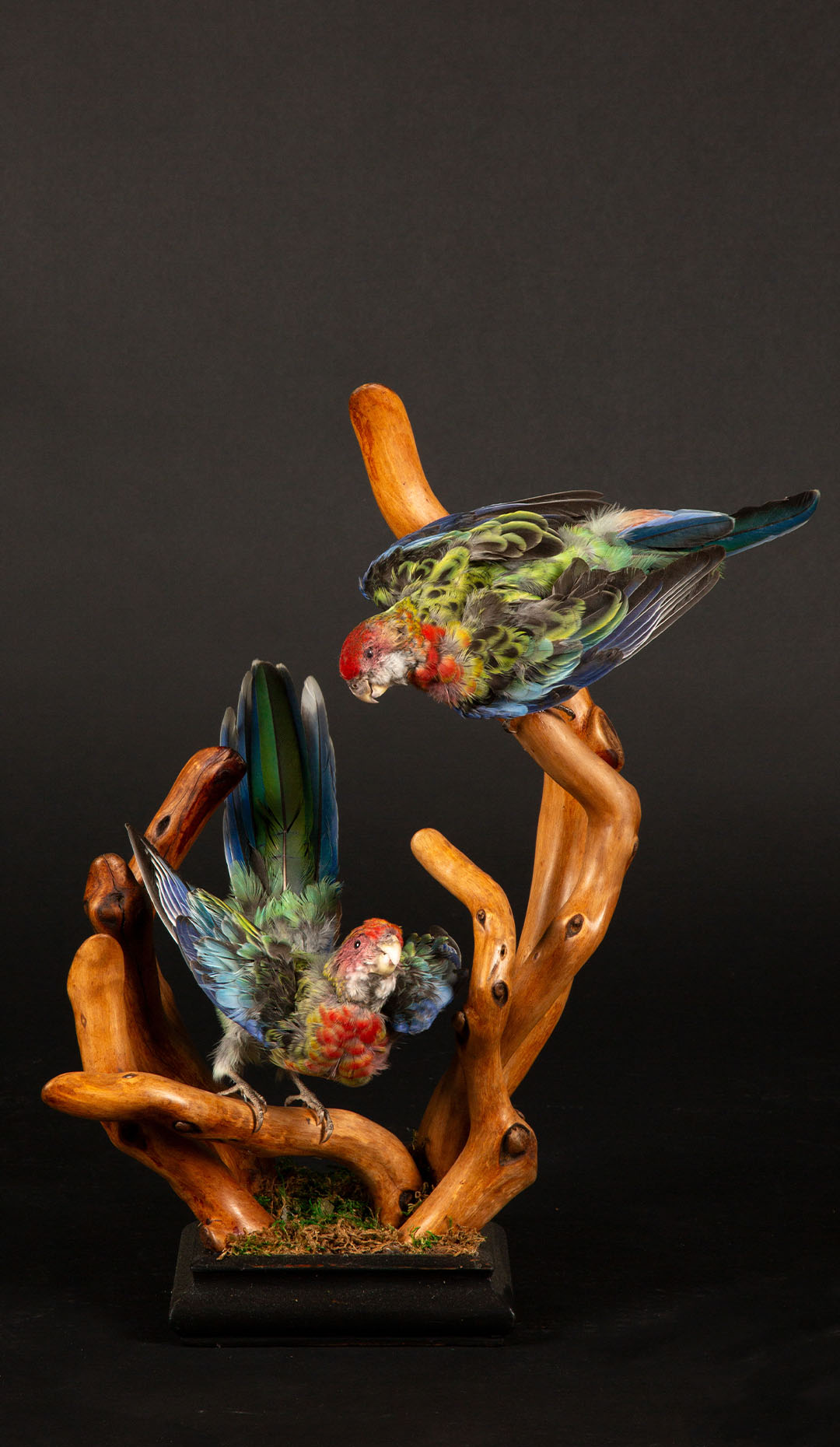 Exquisite Taxidermy Rosellas on Handcrafted Wooden Base