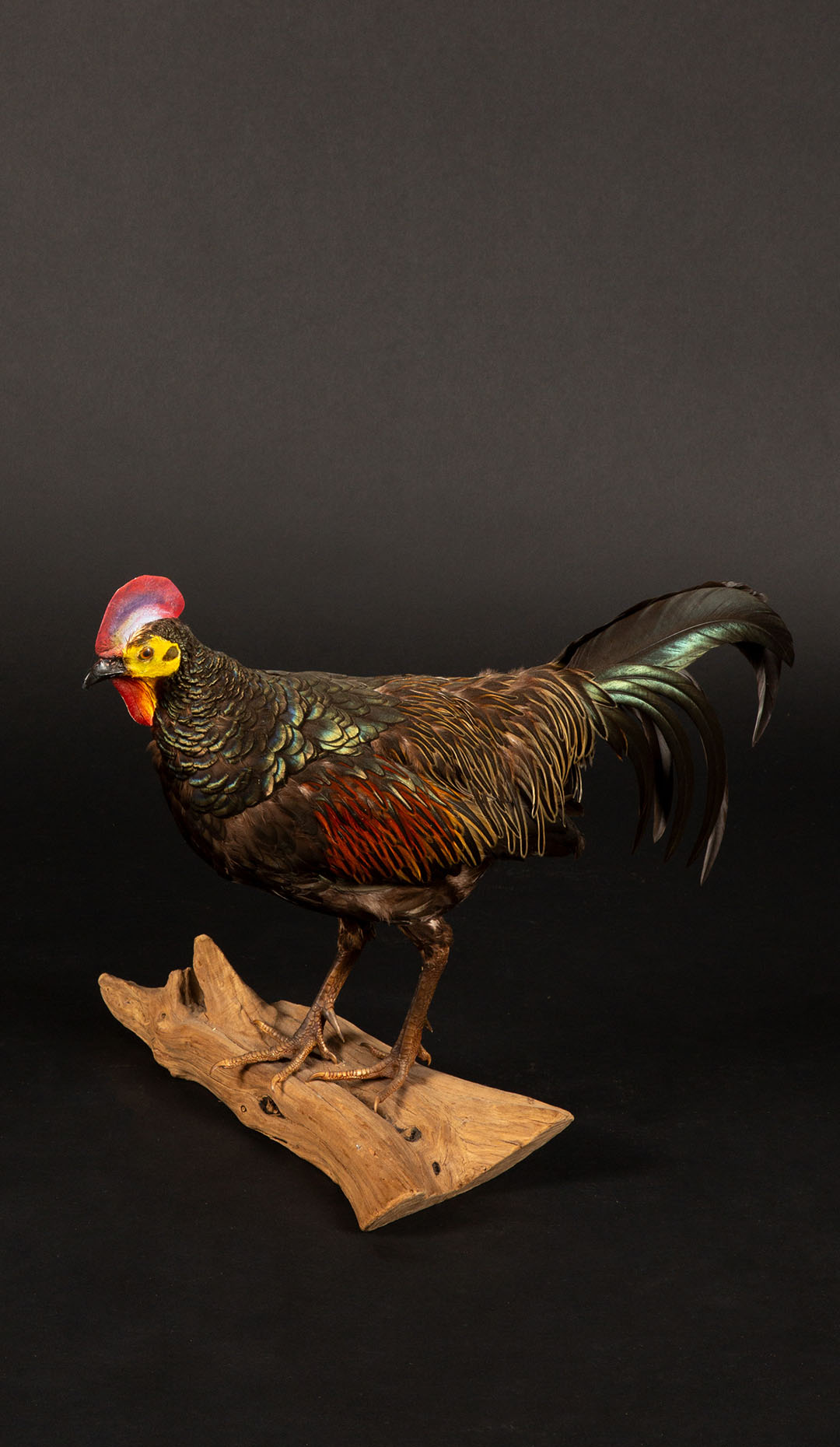 Exquisite Green Jungle Fowl Taxidermy on Natural Wooden Base