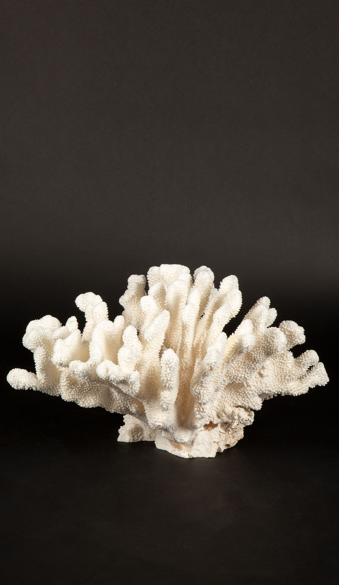 Massive Cauliflower Coral Specimen 21.5