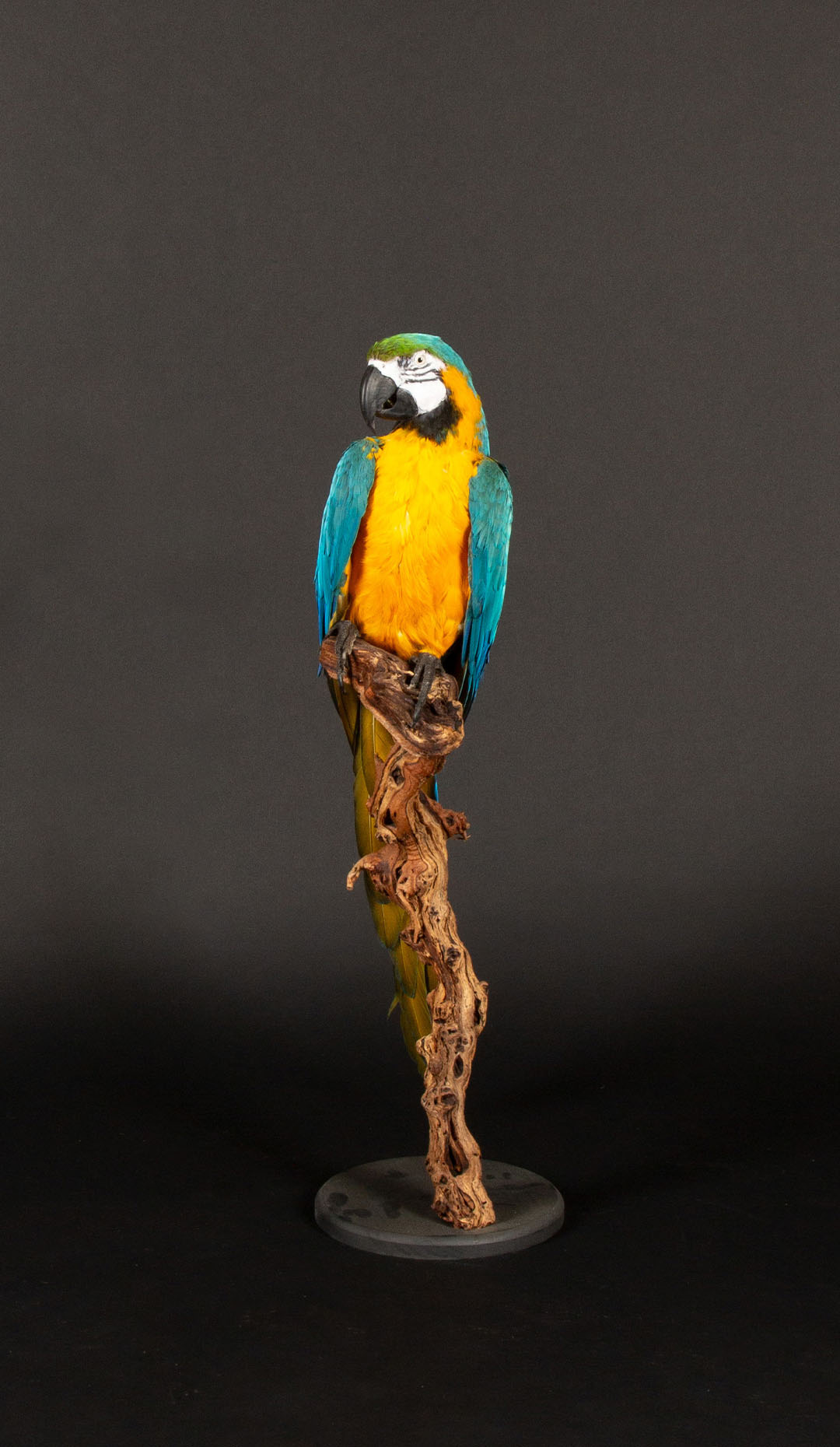Large Taxidermy Blue and Gold or Blue-and-Yellow Macaw