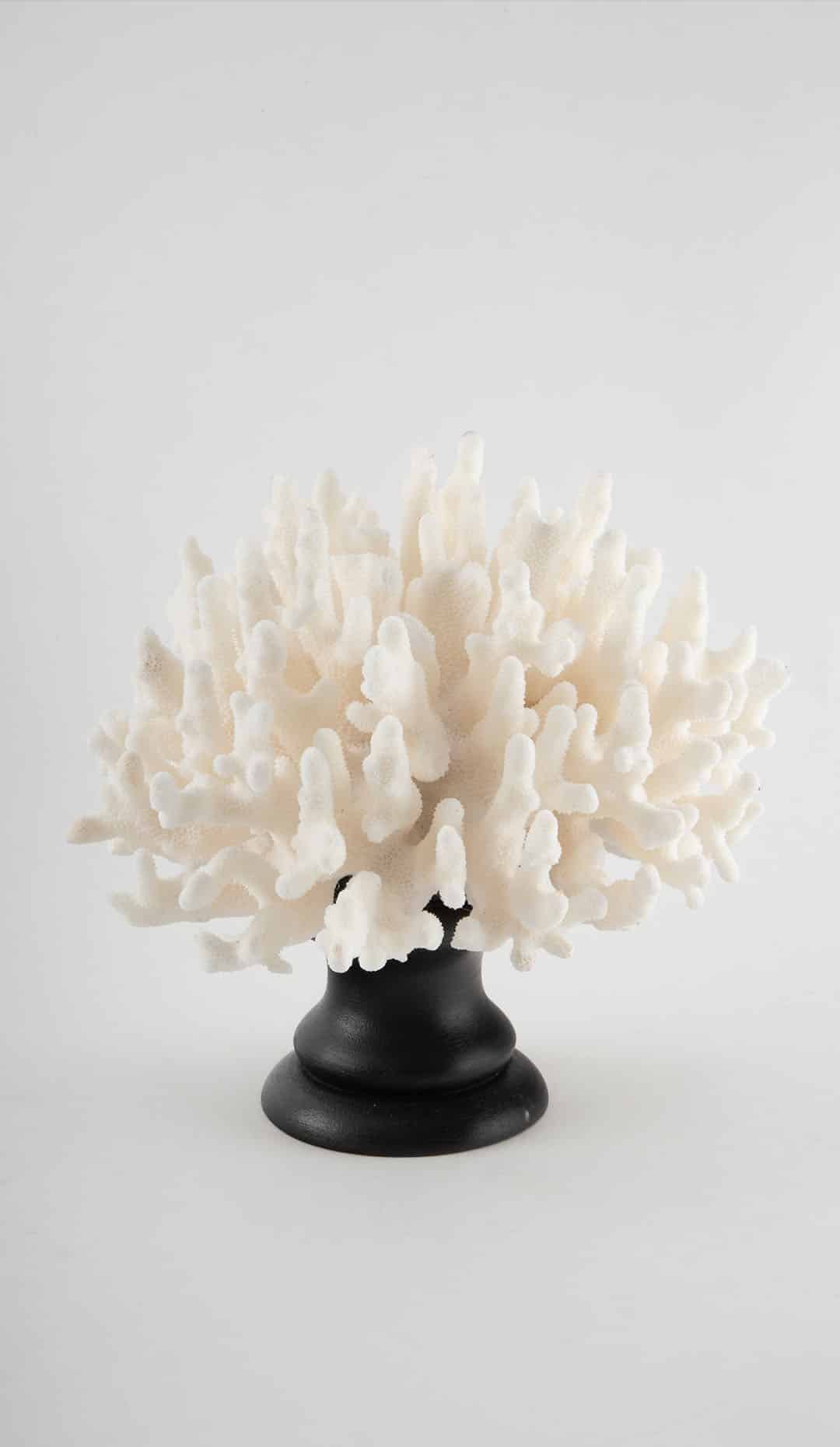 Mounted Staghorn Coral, 9