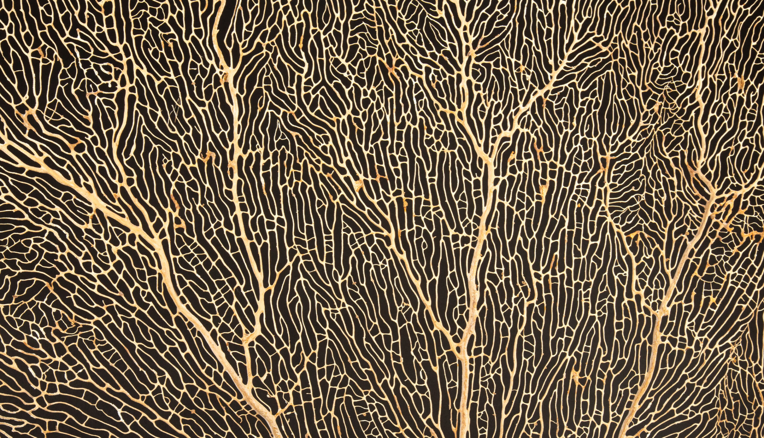 Extra Large Mounted Sea Fan