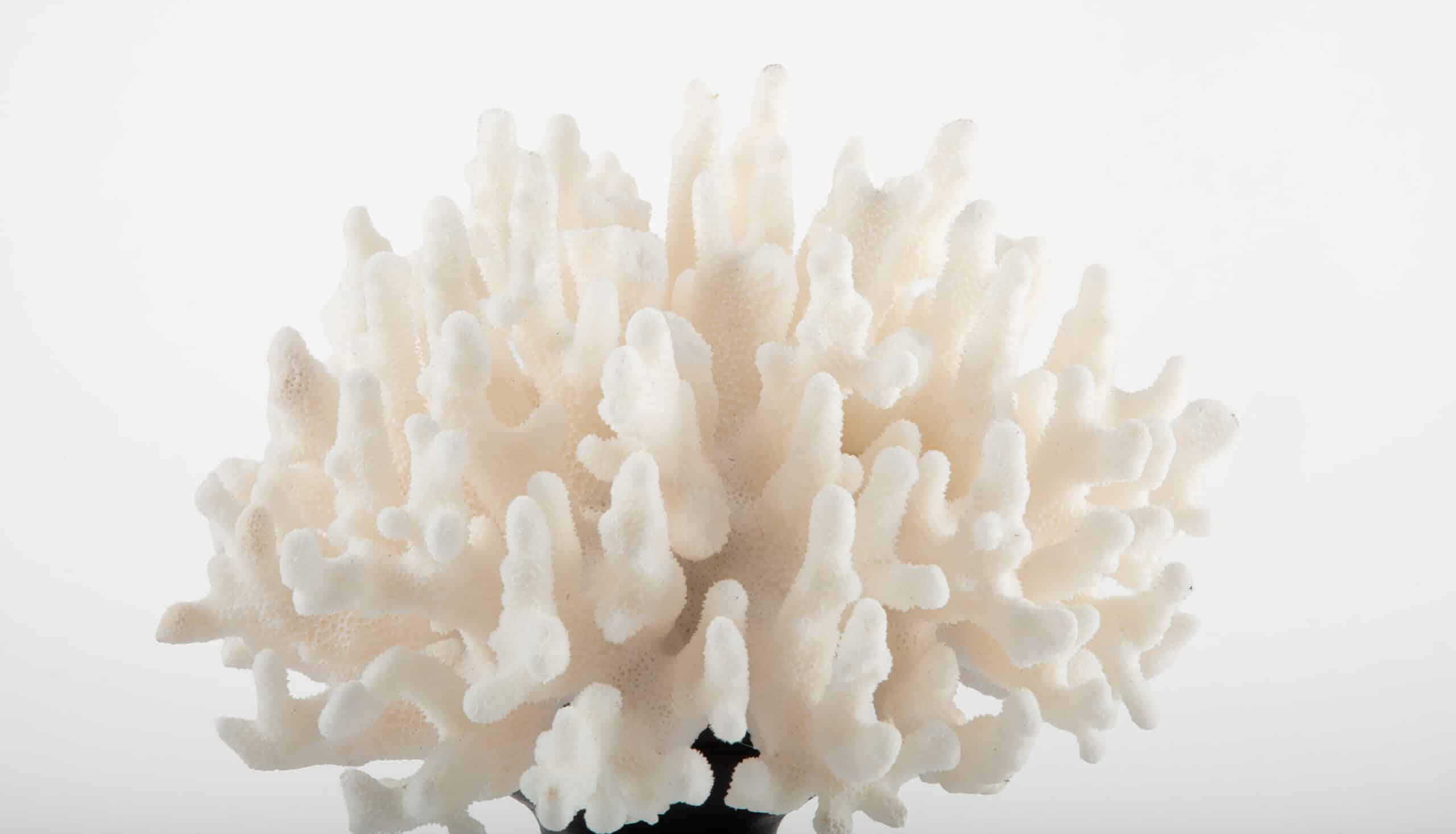 Mounted Staghorn Coral, 9