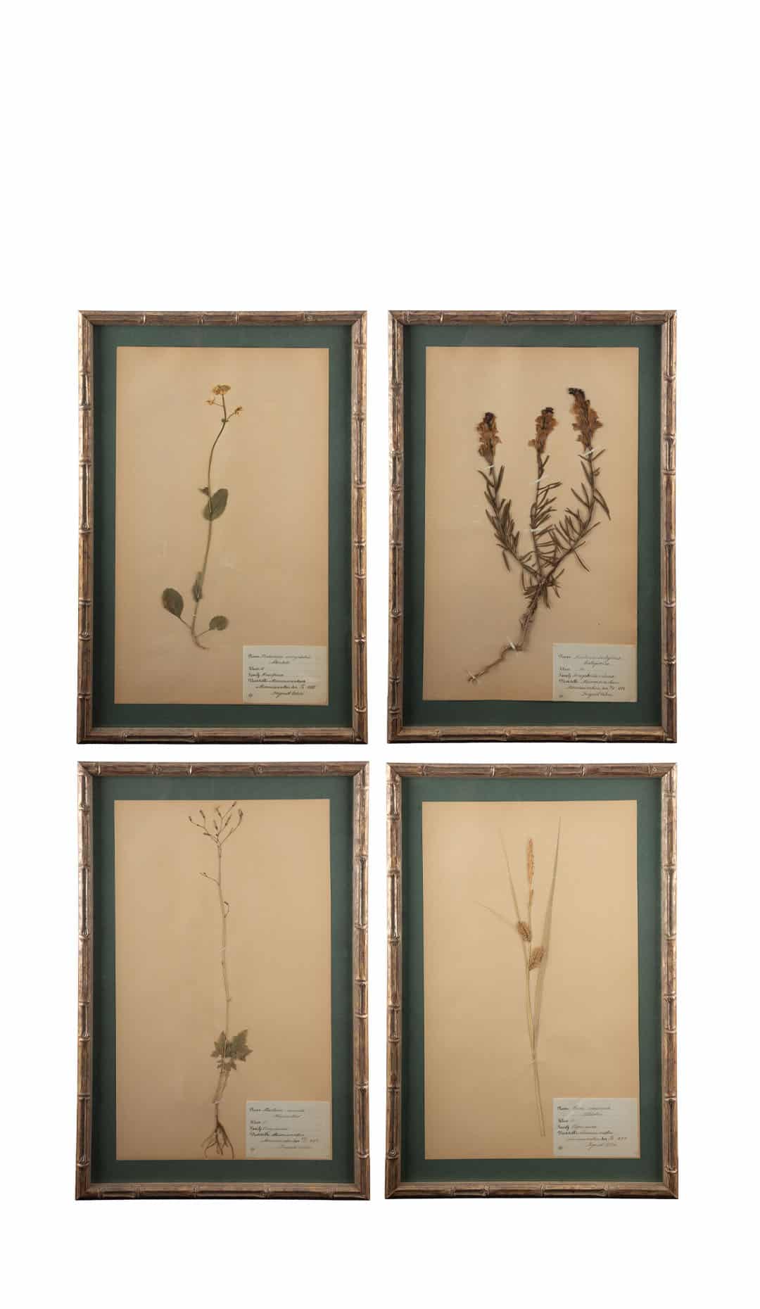 Gilt Framed Herbier Botanical Specimens from the 19th Century on Green Background