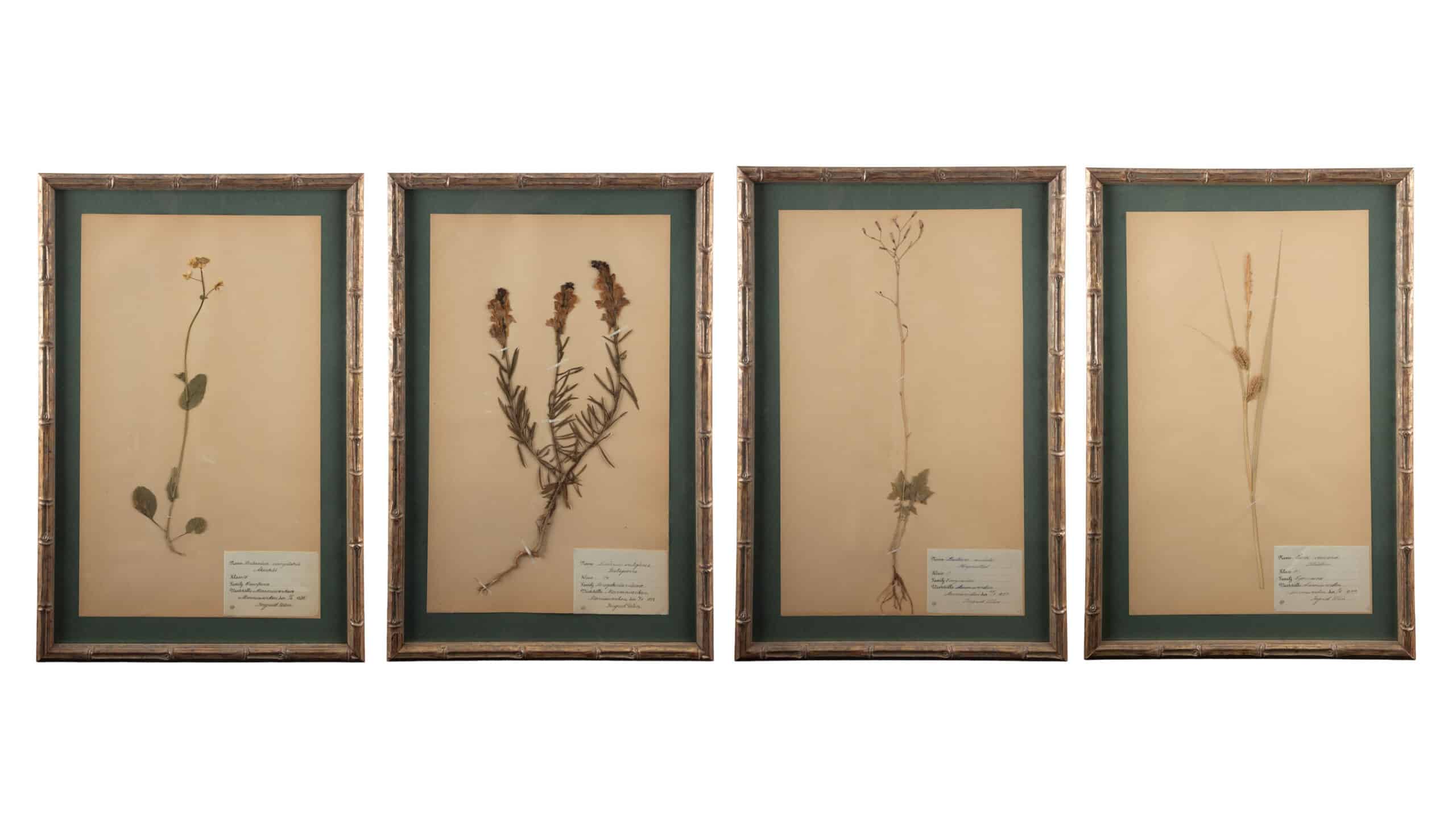 Gilt Framed Herbier Botanical Specimens from the 19th Century on Green Background