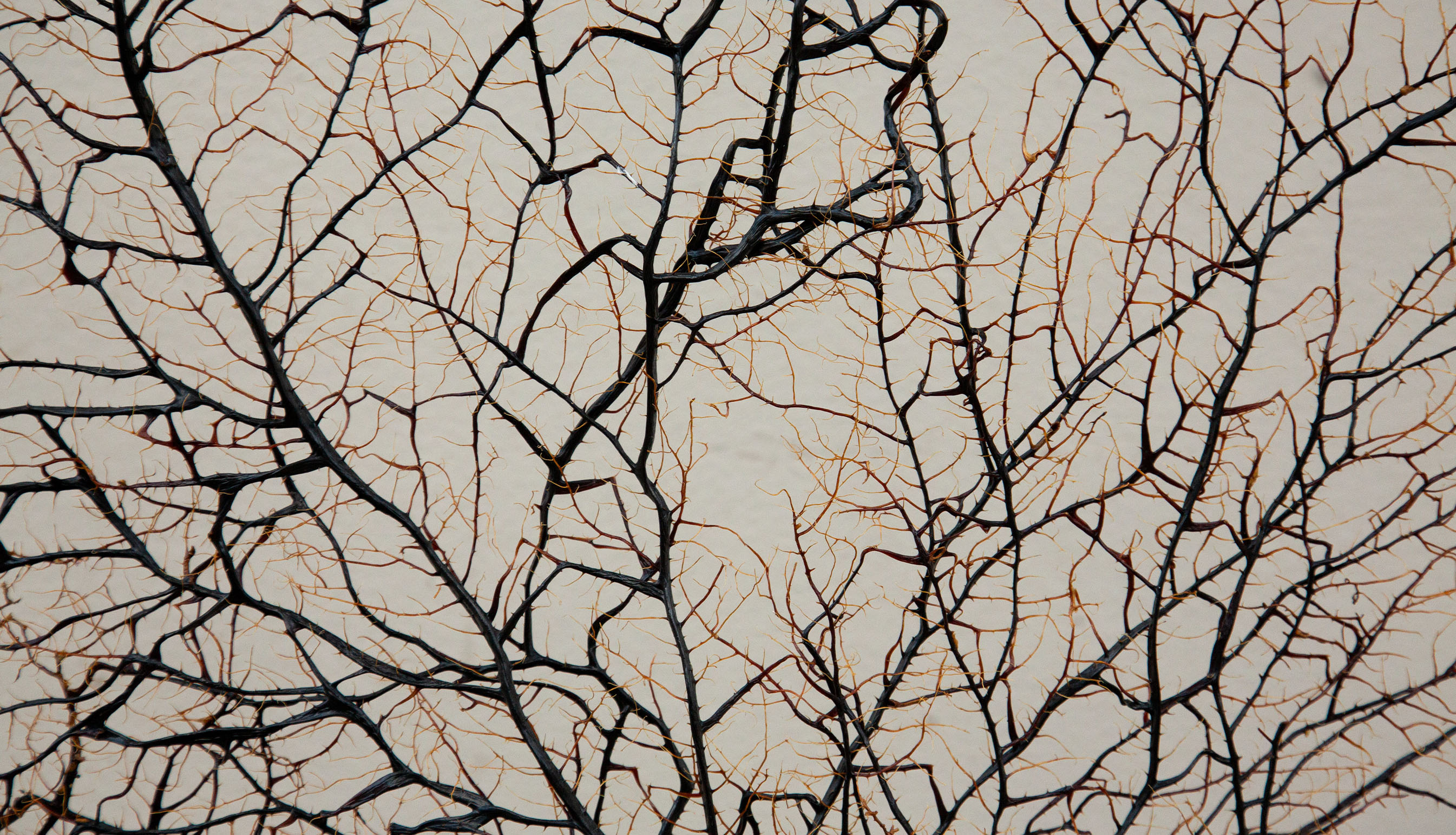 Extra Large Sea Fan Pair Mounted on 19th Century Bases