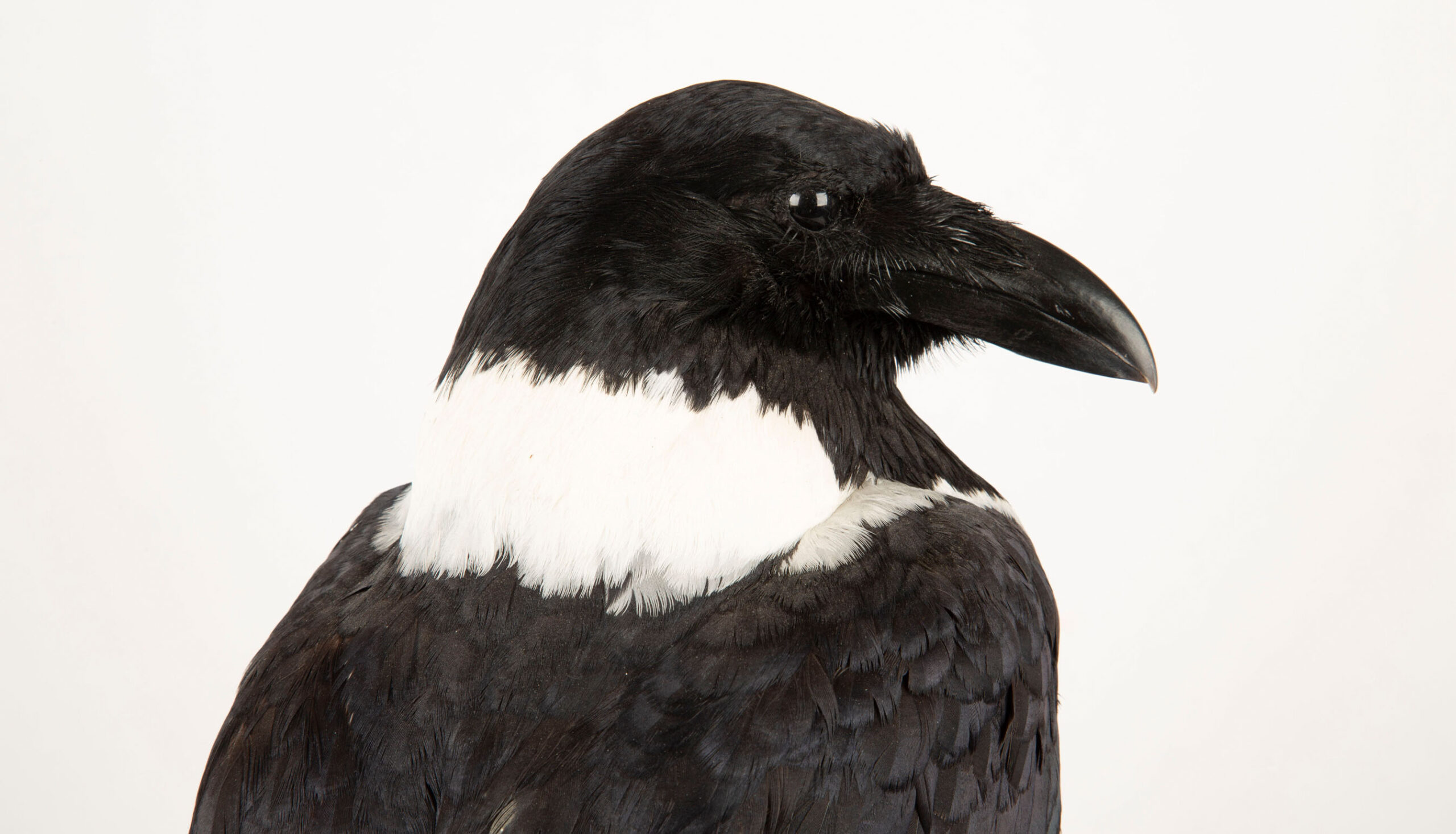 Striking Beauty: Mounted Pied Crow Taxidermy Masterpiece