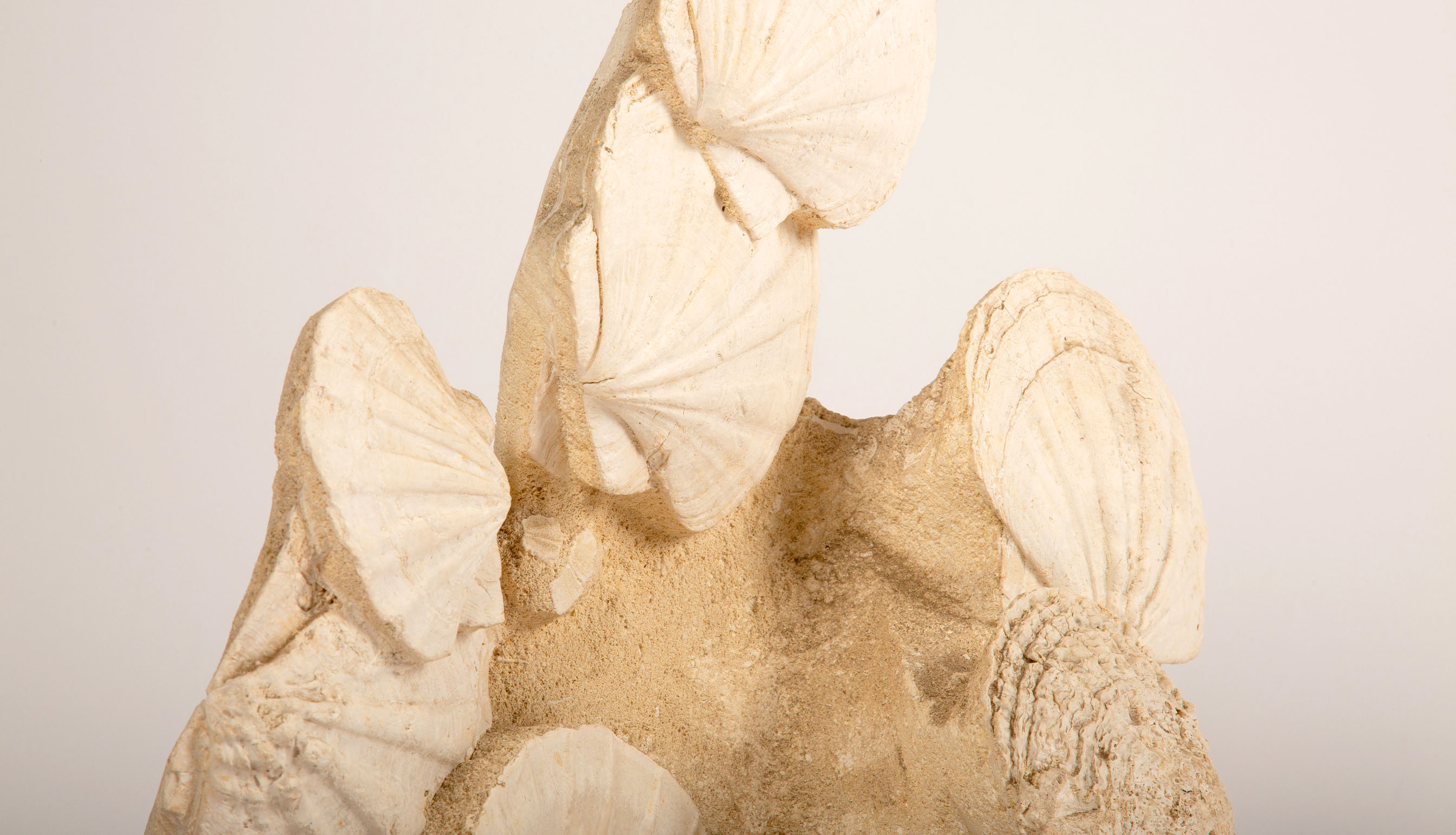 Timeless Elegance: Mounted Fossilized Scallops from Prehistoric Seas