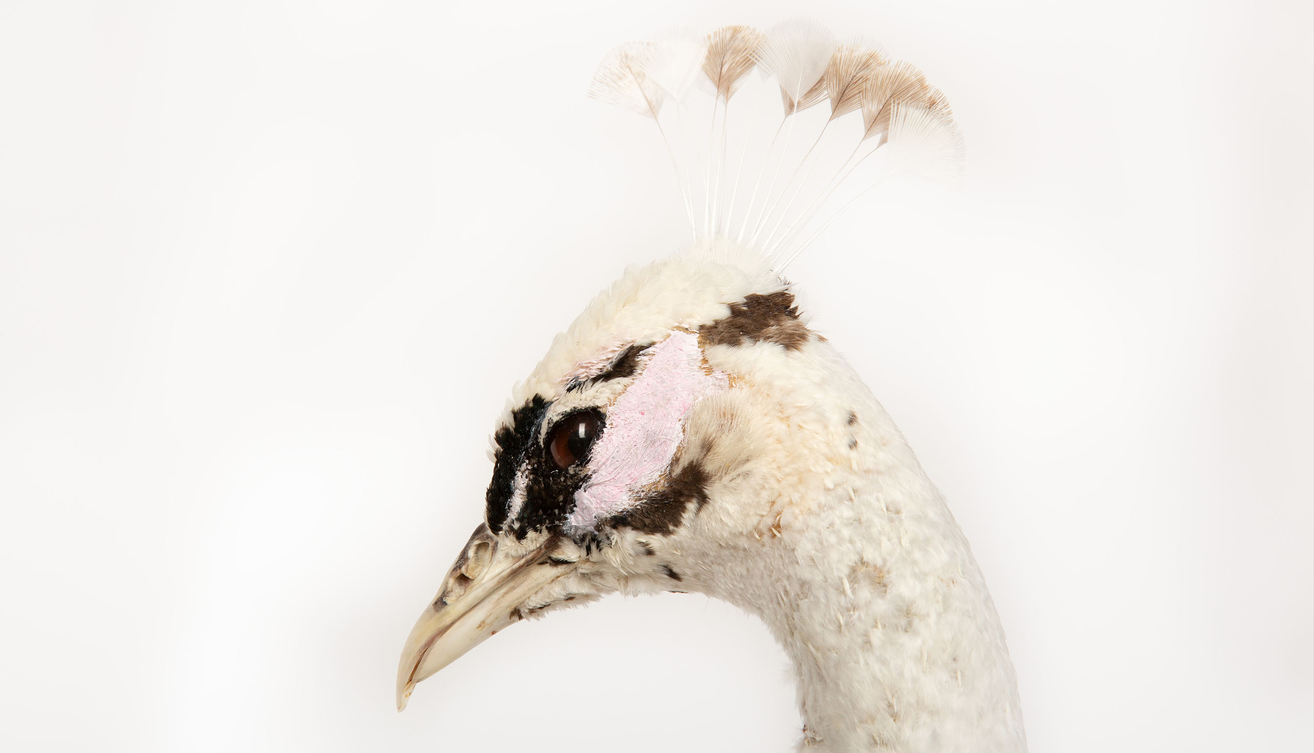 Exquisite Pied Peacock Taxidermy: A Majestic Display of Rarity and Elegance