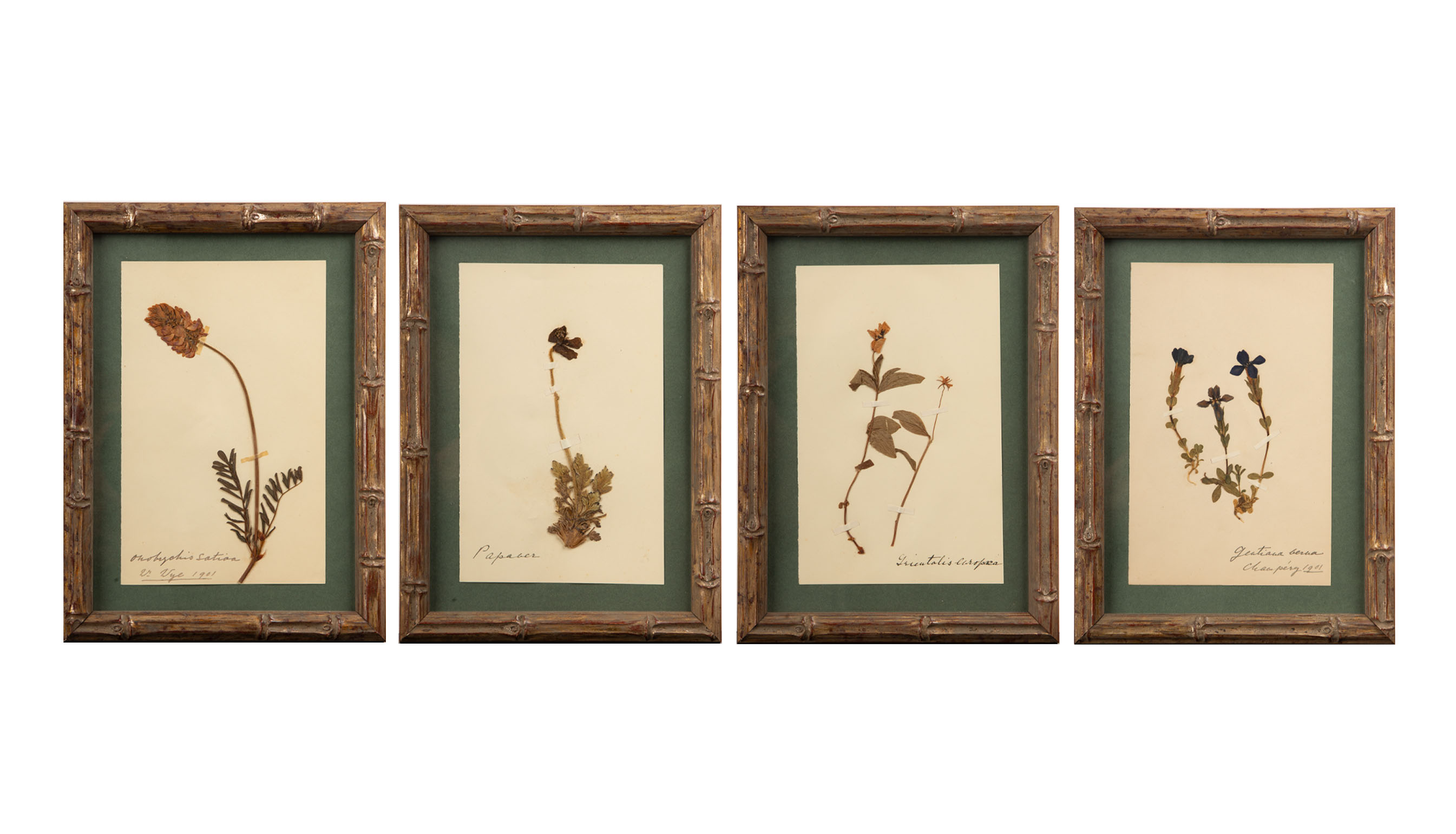 Small Gilt Framed Herbier Botanical Specimens from the 19th Century 9.5