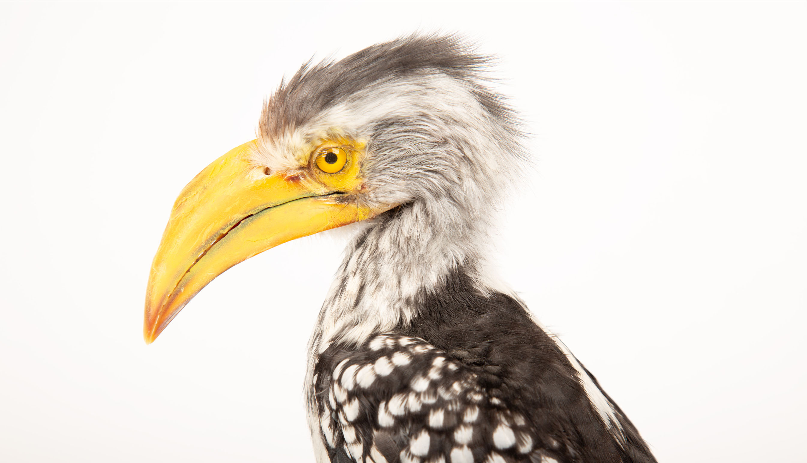 Taxidermy Southern Yellow-billed Hornbill on Driftwood Mount