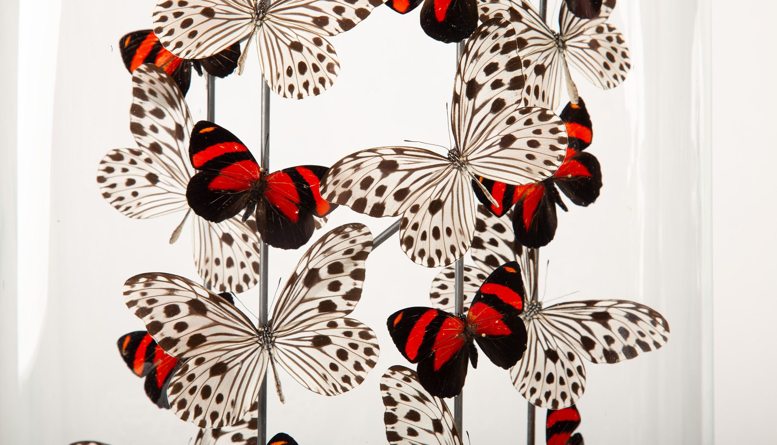 “Poppies” by Hasharat – 19th Century Glass Cloche with Butterflies