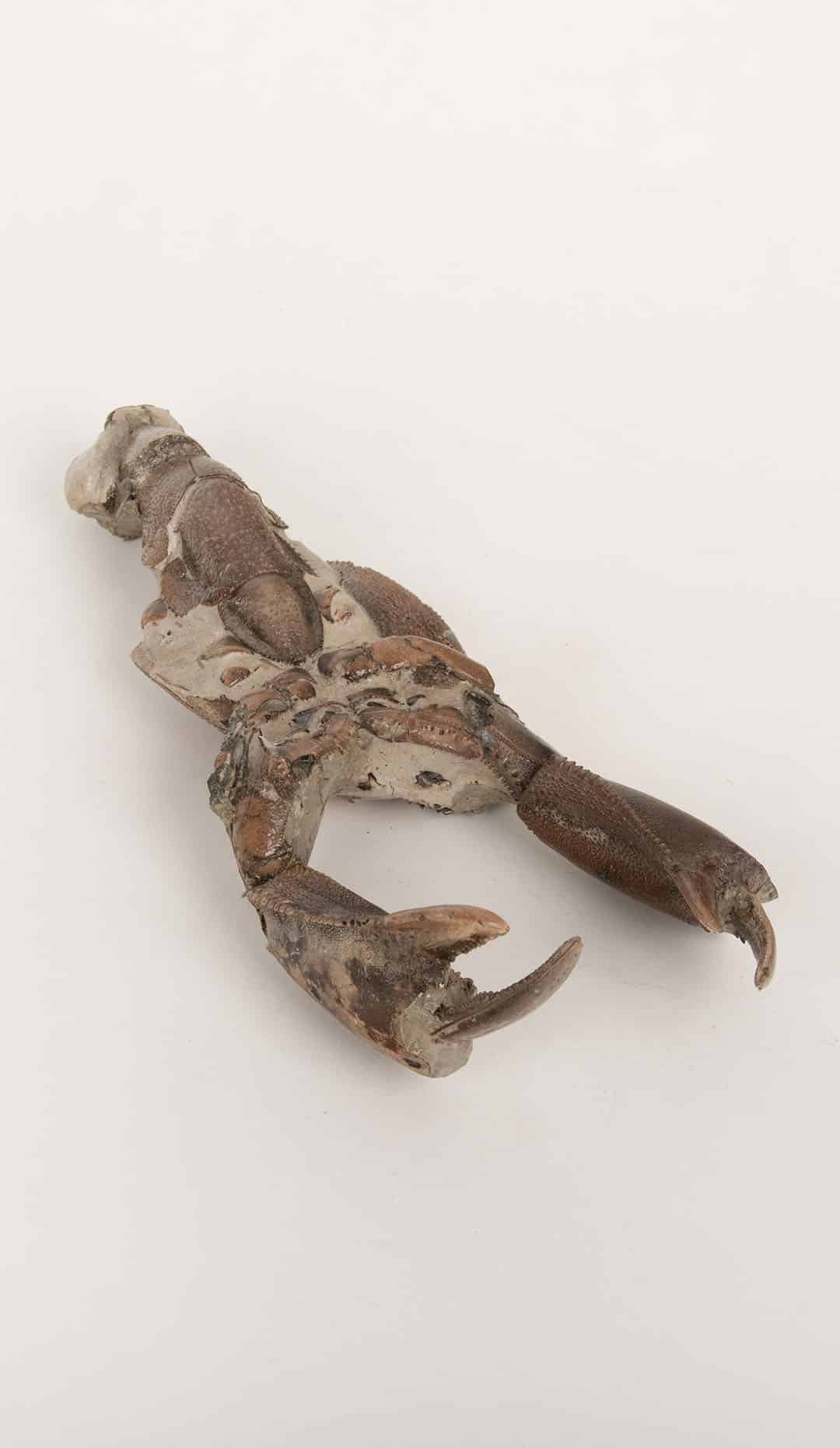 Fossilized Lobster-Like Crustacean with Complete Claws- Fossil