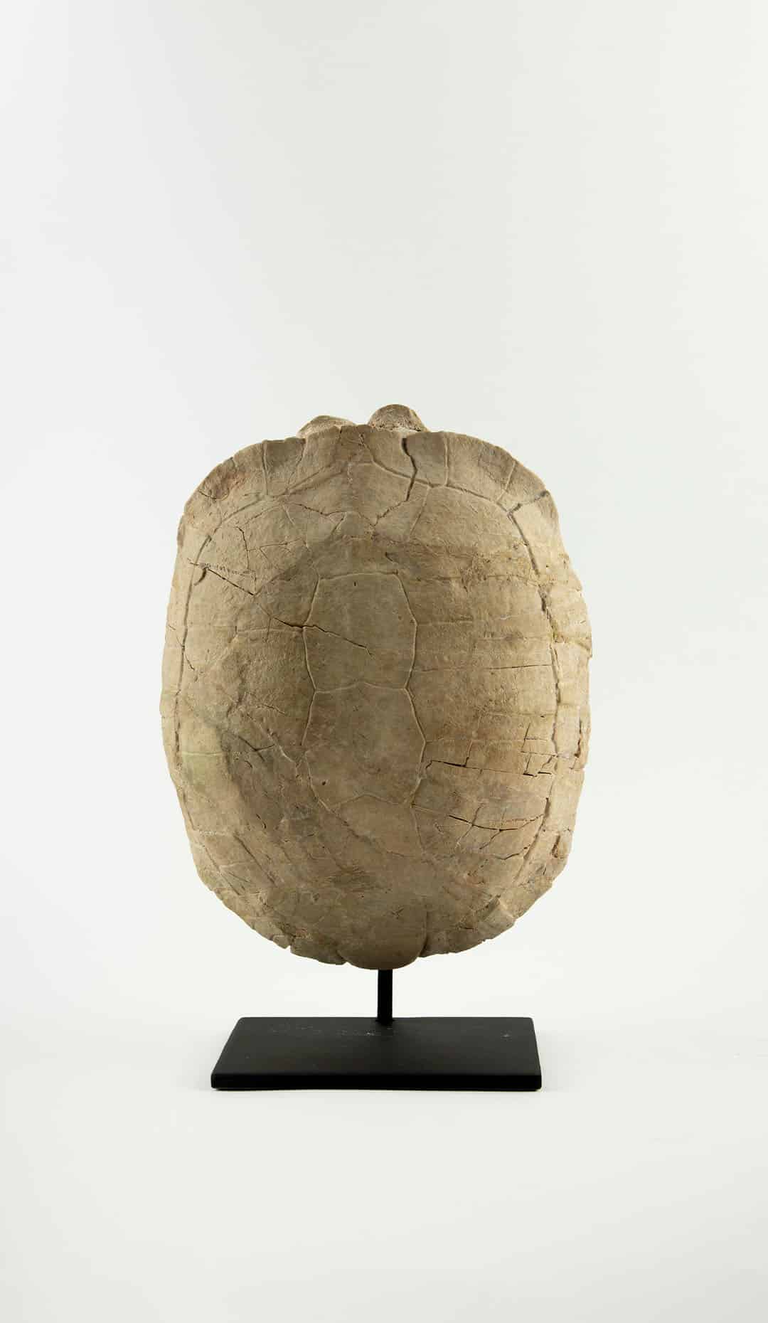 Oligocene Turtle Fossil, South Dakota