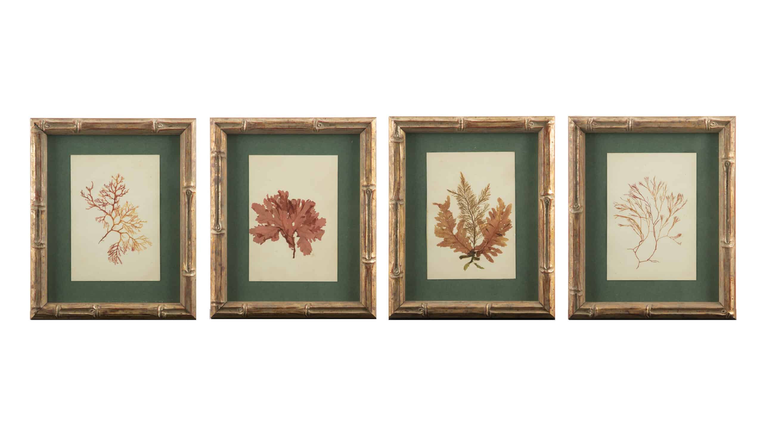 Small Gilt Framed Algae Specimens from the 19th Century 8