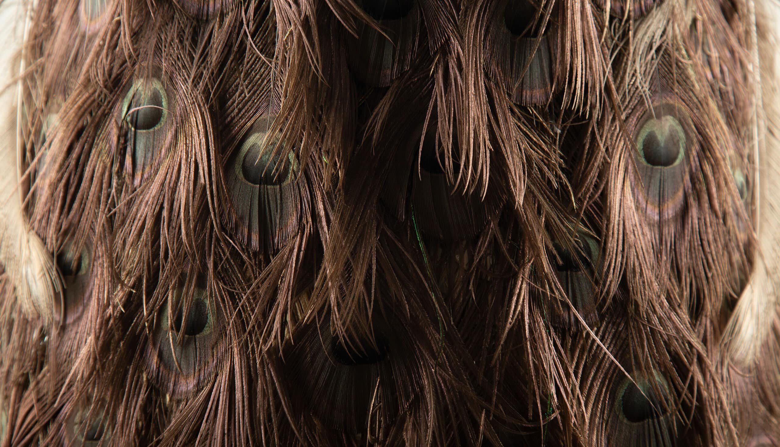 Exquisite Brown Peacock Taxidermy: A Majestic Display of Rarity and Elegance