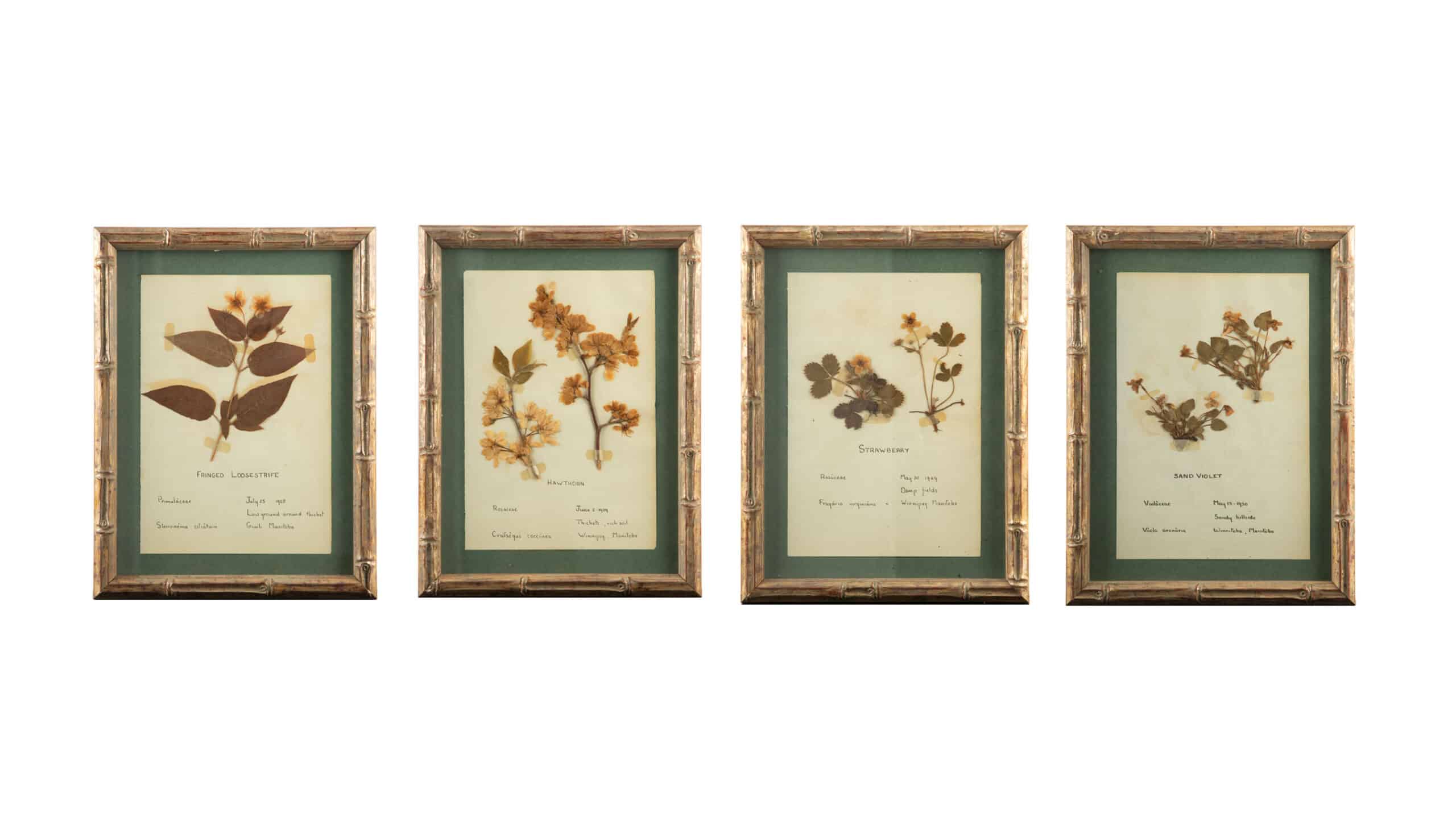 Small Gilt Framed Herbier Botanical Specimens from the 19th Century 9.5