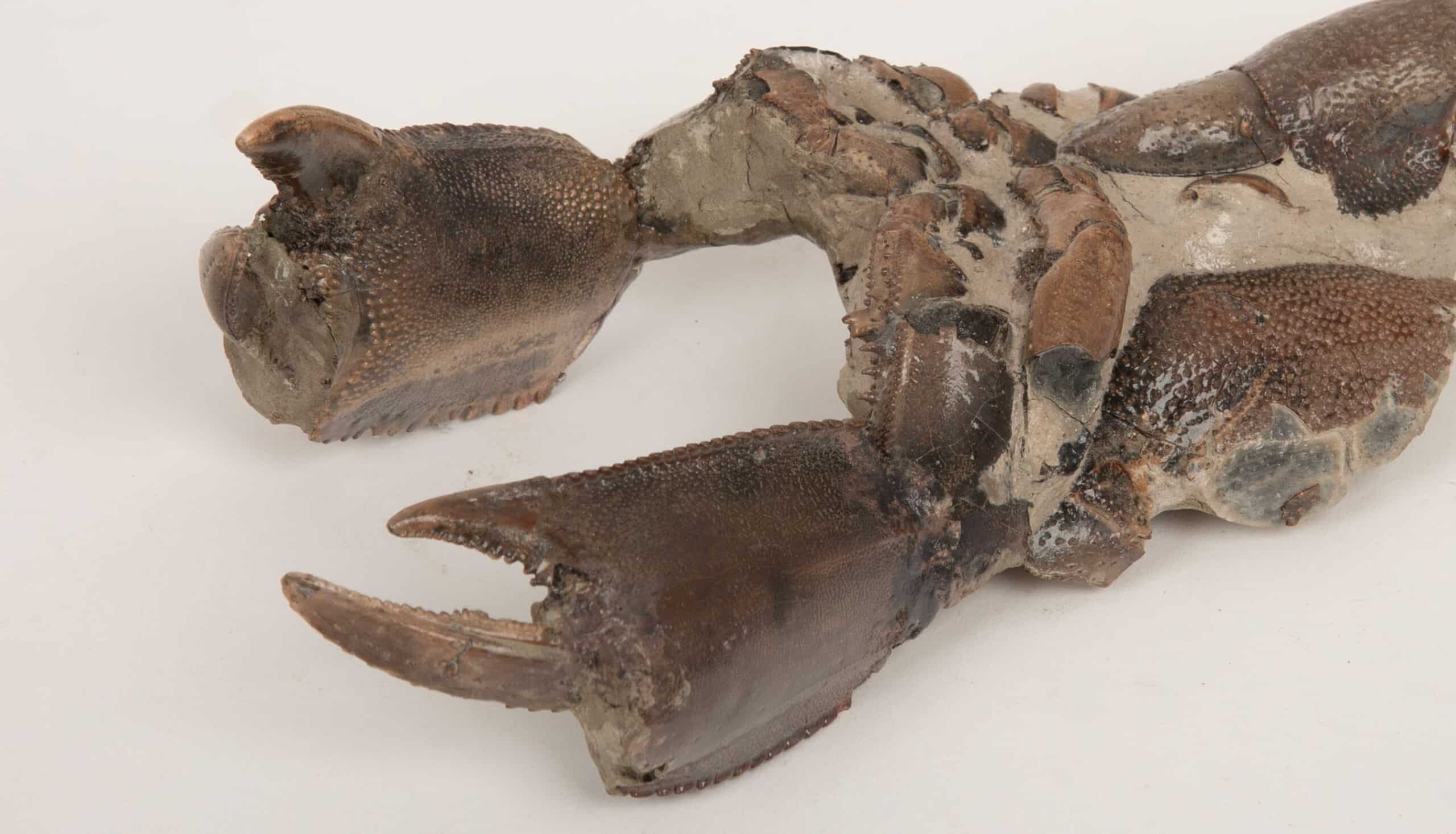 Fossilized Lobster-Like Crustacean with Complete Claws- Fossil