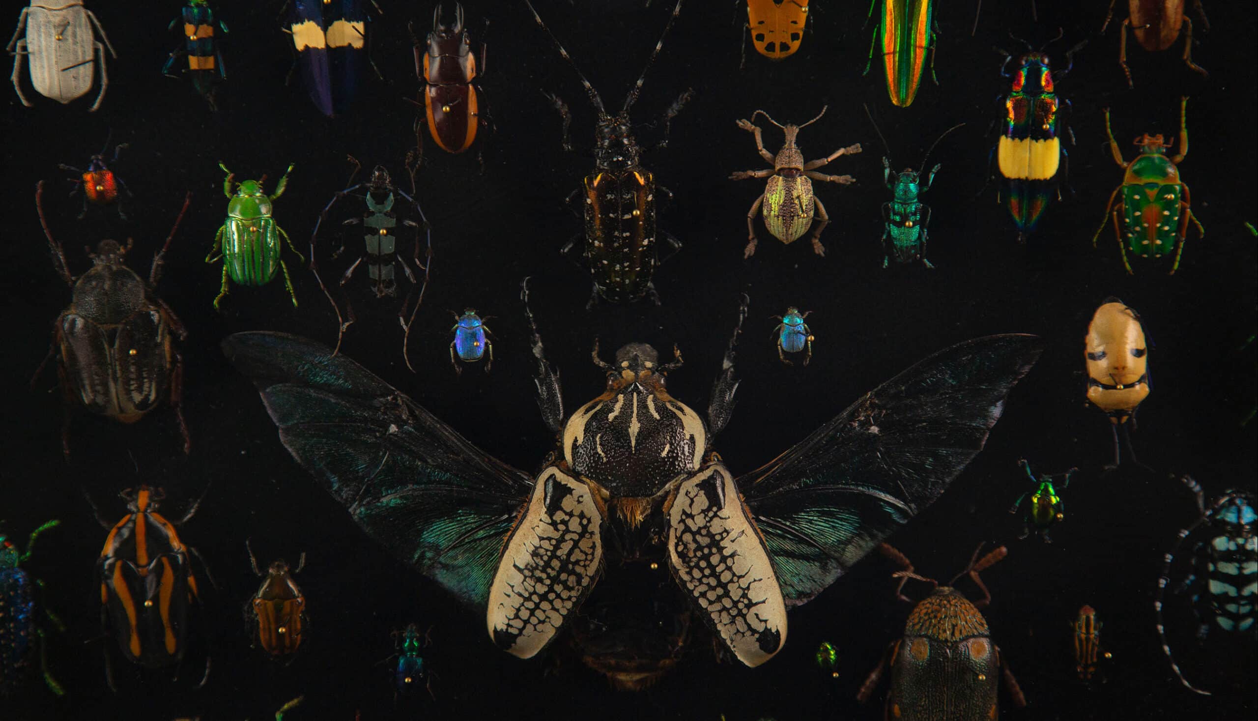 Latticework by Hasharat: A Global Mosaic of 84 Exotic Beetles