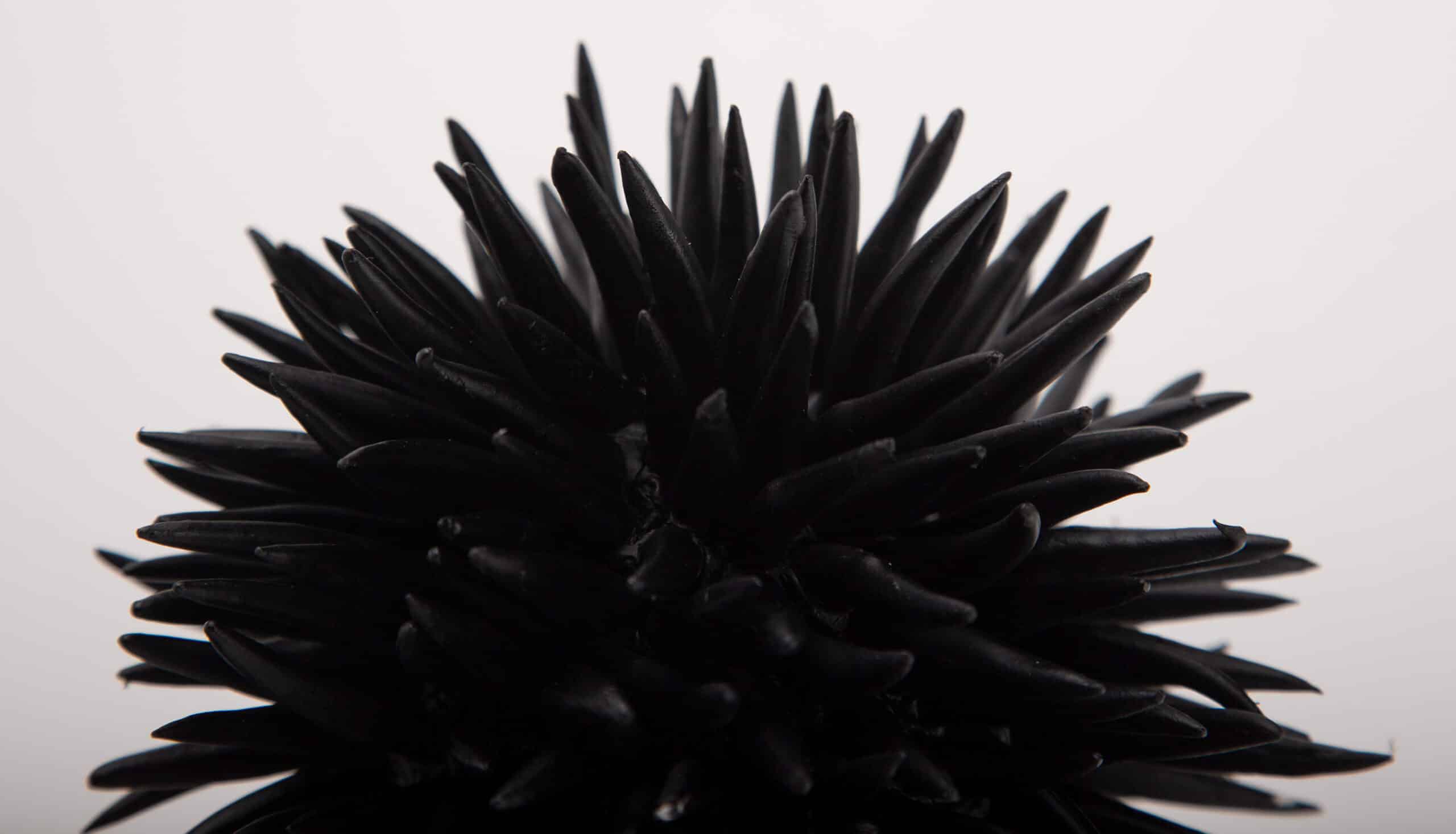 Diadema Black Resin Urchin 6