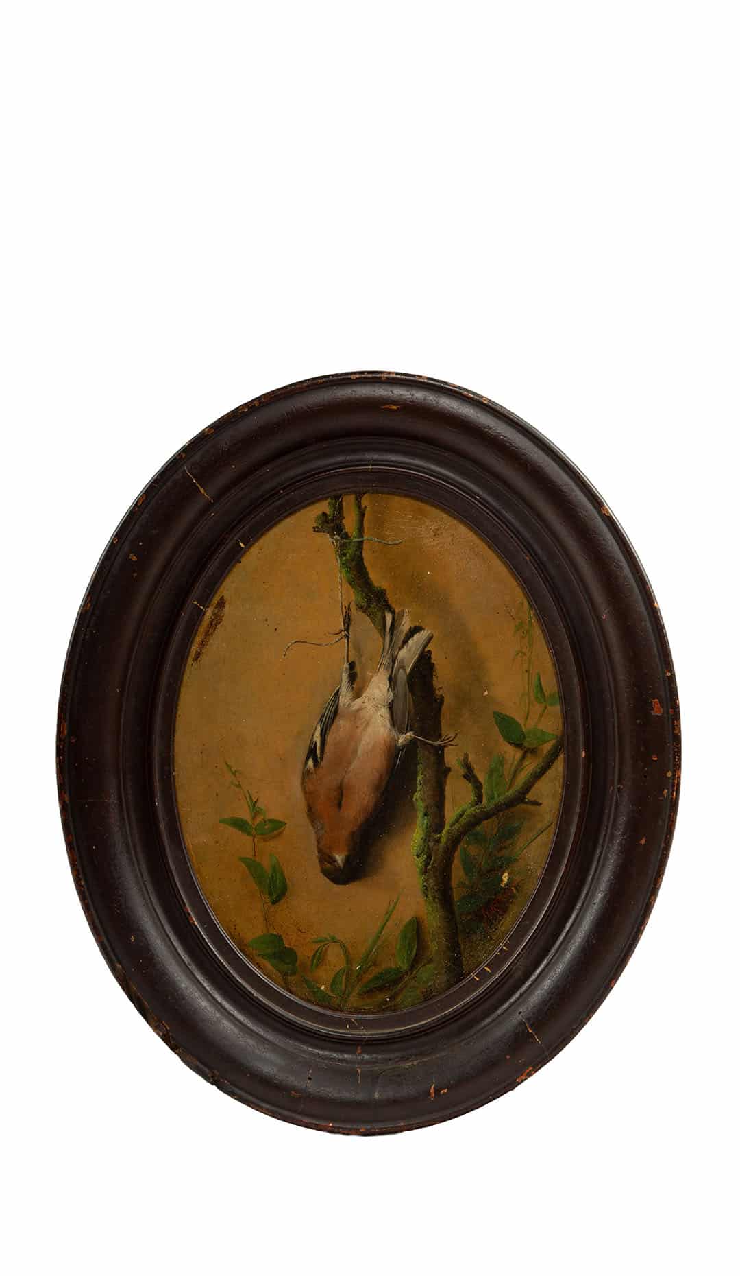 Feather and Silence: Oil on Board of a Nature Morte