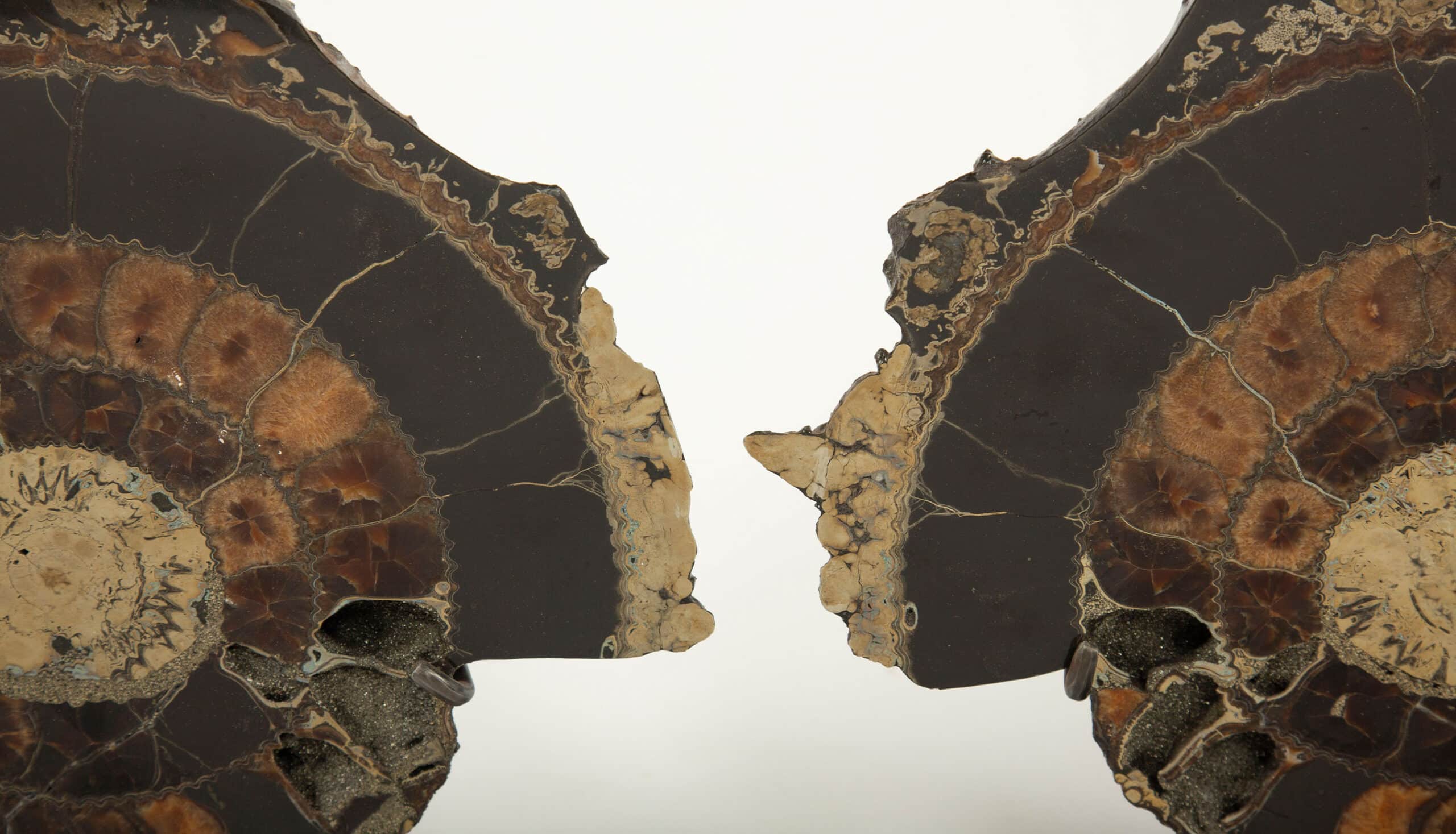 Pair of Mounted Pyritized Ammonites, 12 Inches, Mesozoic Era
