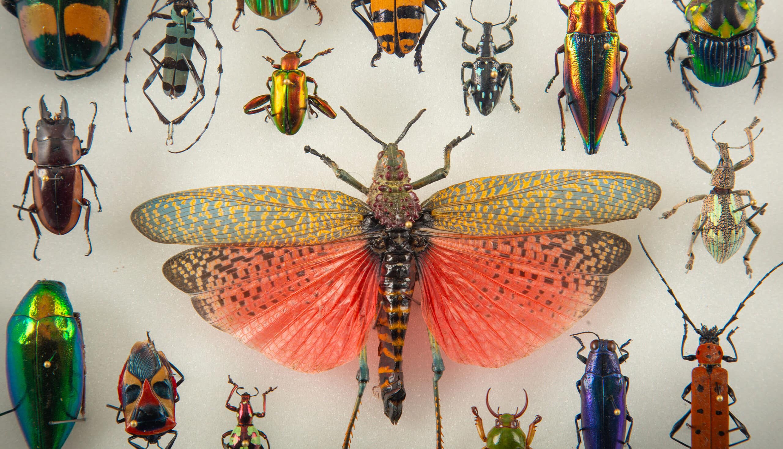 En Marche by Hasharat