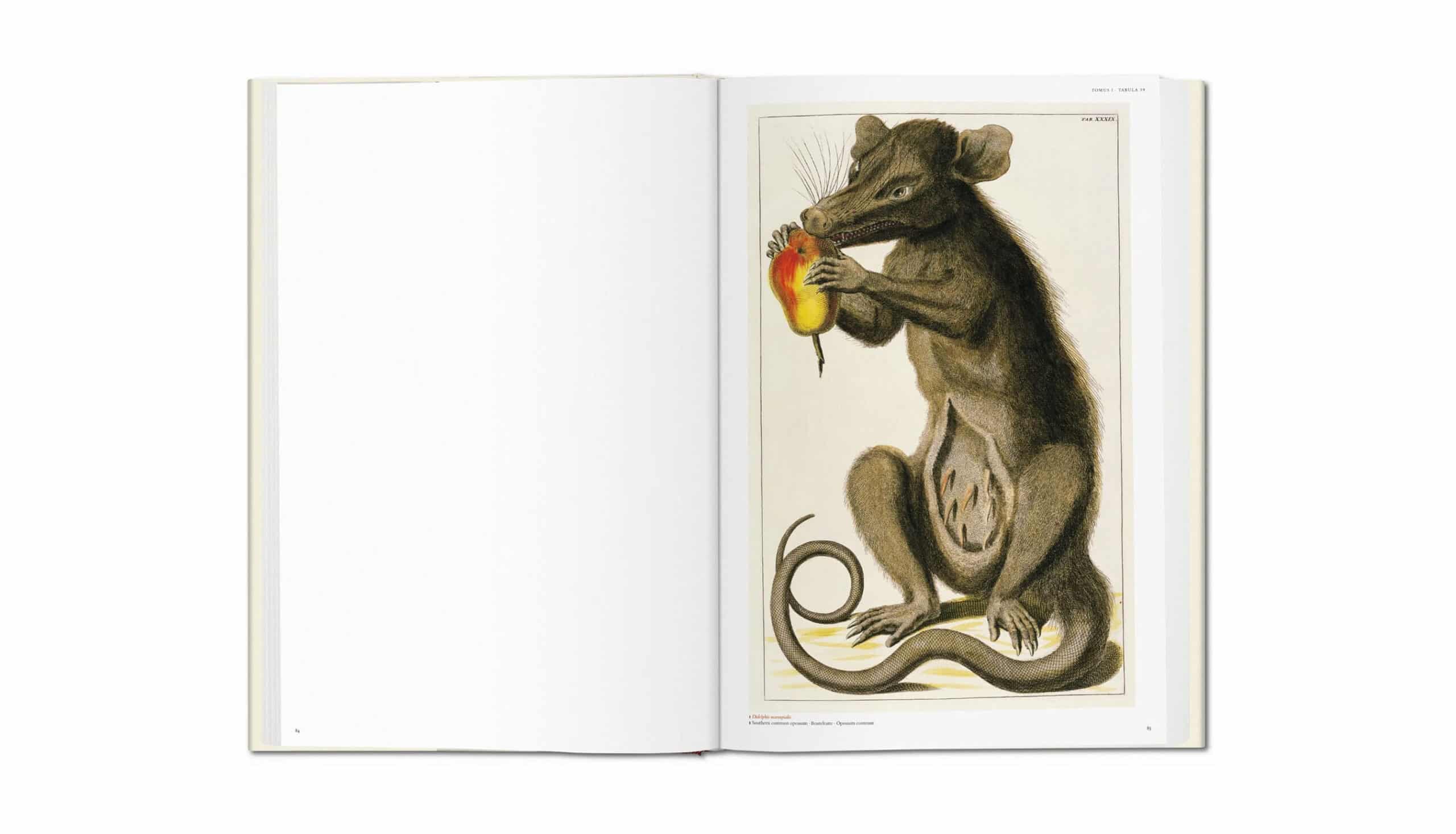 Seba. Cabinet of Natural Curiosities