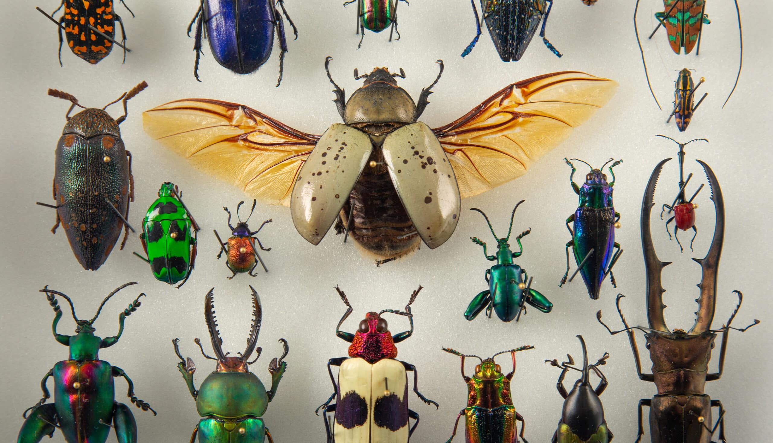 Procession by Hasharat