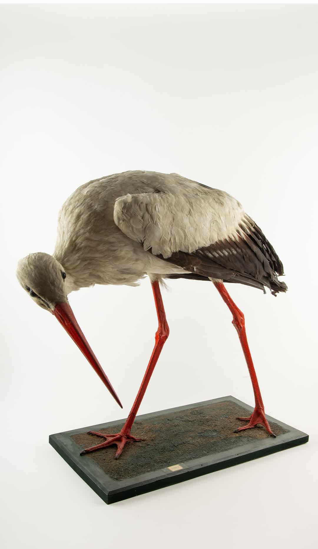 Natural History Mount: White Stork (Ciconia ciconia) 21