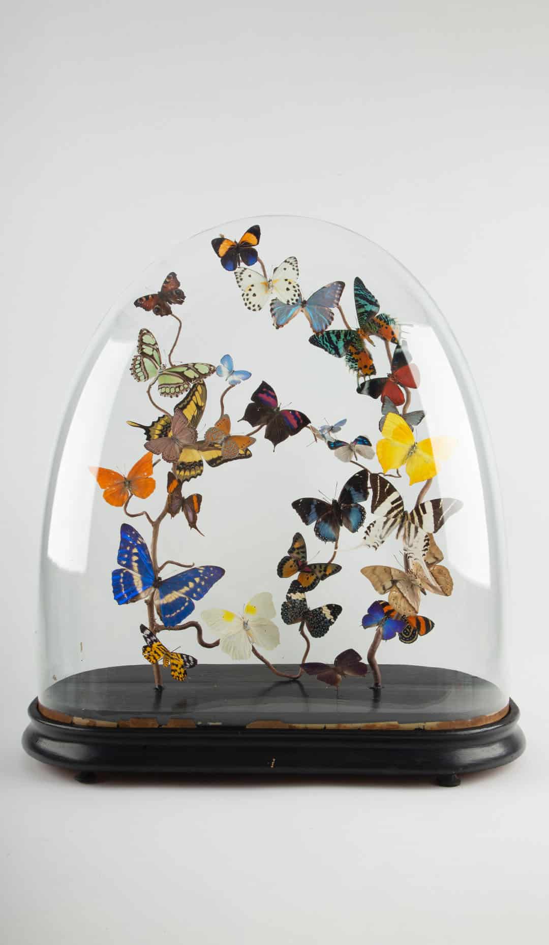Effervescence: 19th-Century Glass Dome with New Shimmering Butterflies