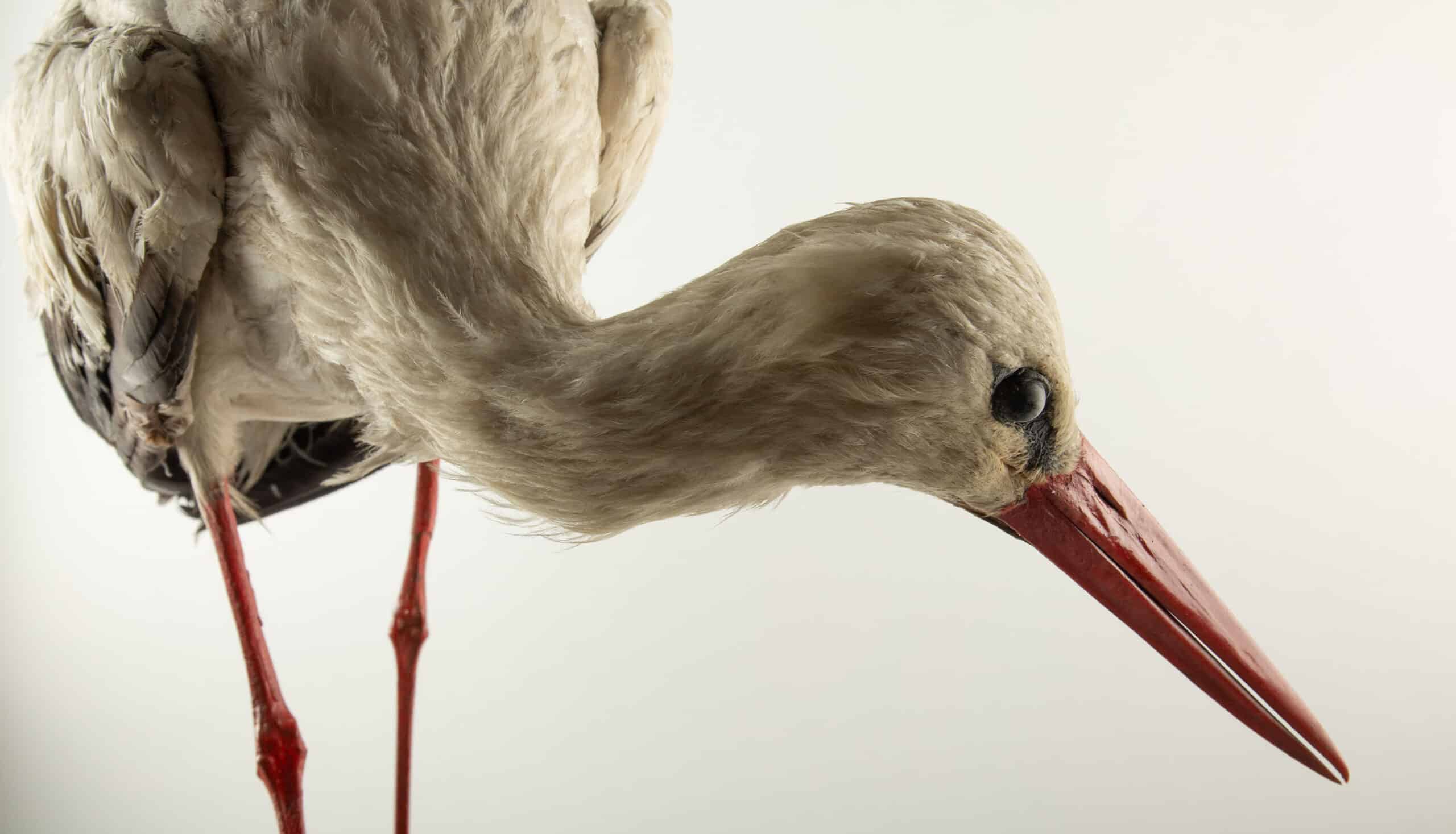 Natural History Mount: White Stork (Ciconia ciconia) 21