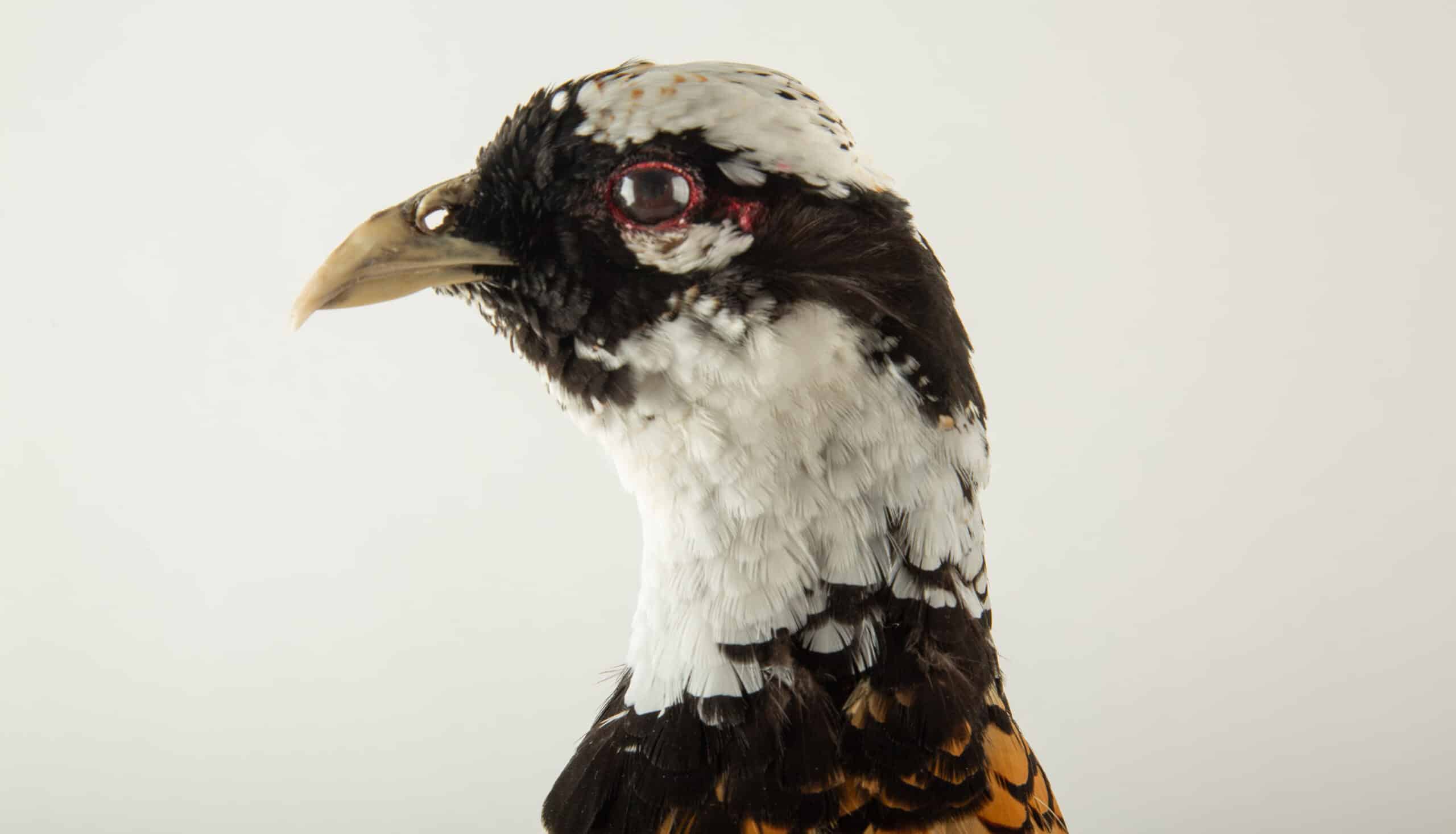 Reeves Pheasant Taxidermy Specimen — Syrmaticus reevesii