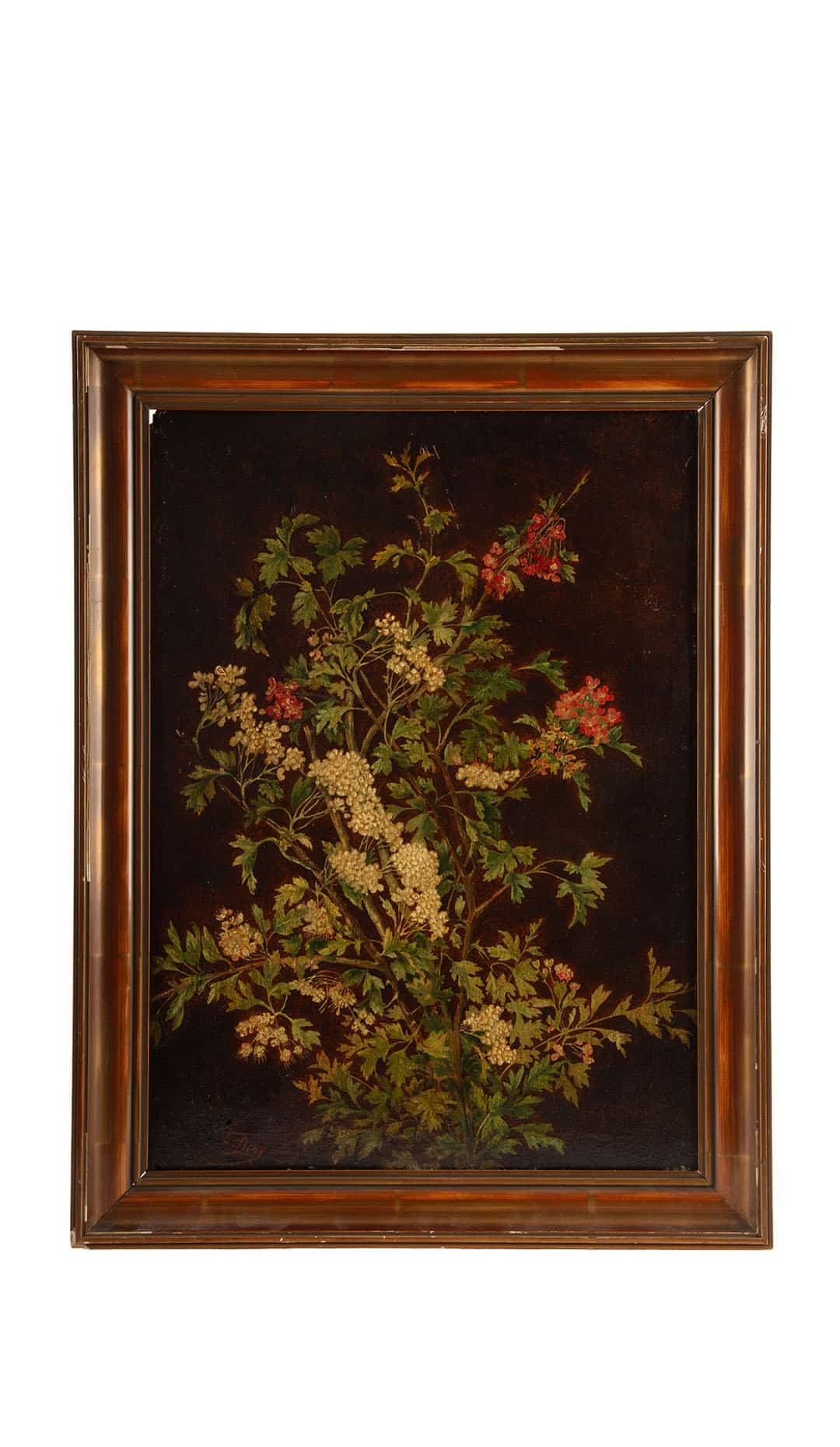 Elderflower Branches (Sambucus), Signed E. Dony, 19th Century