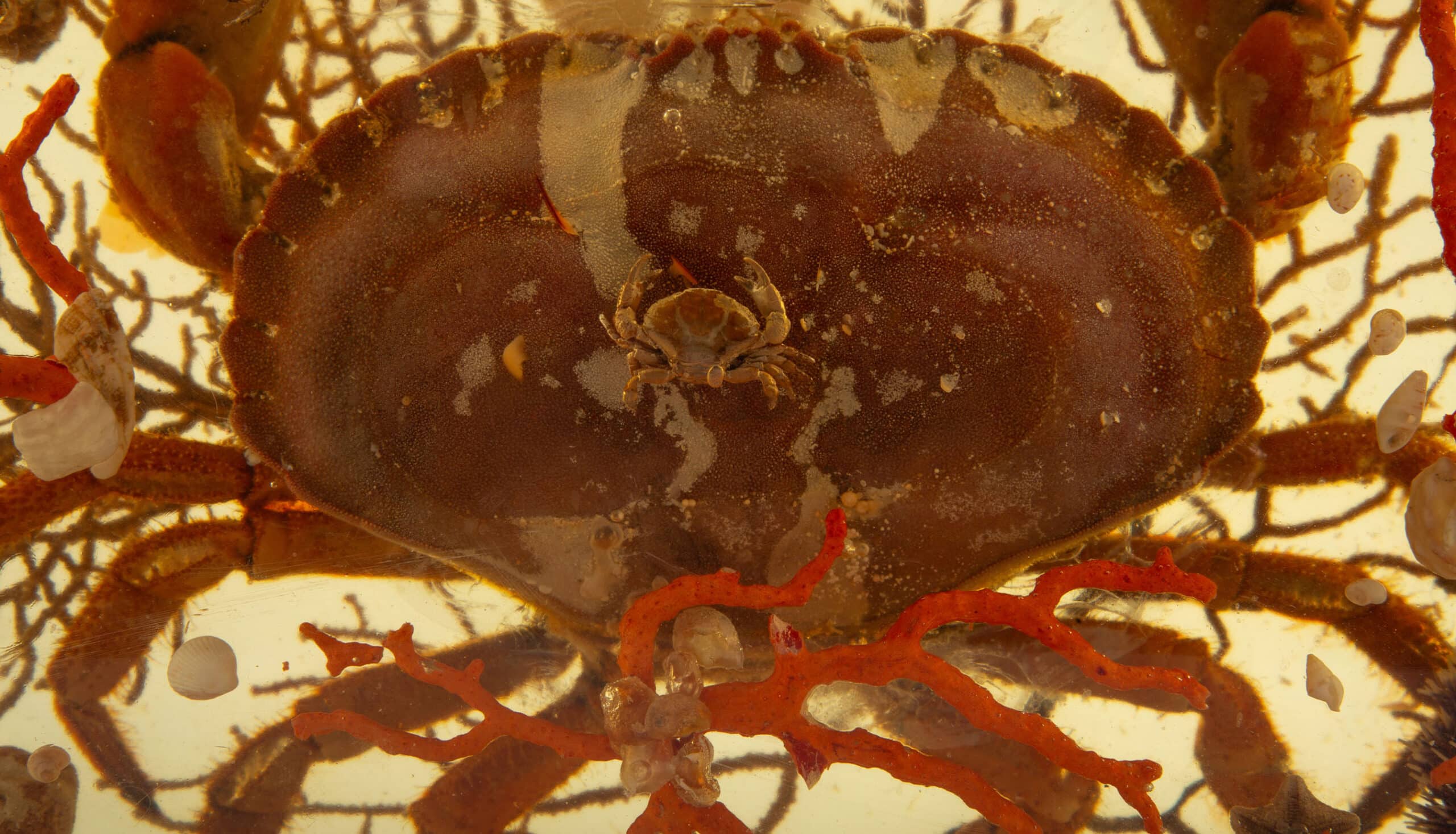 Pierre Giradon Seascape in Lucite