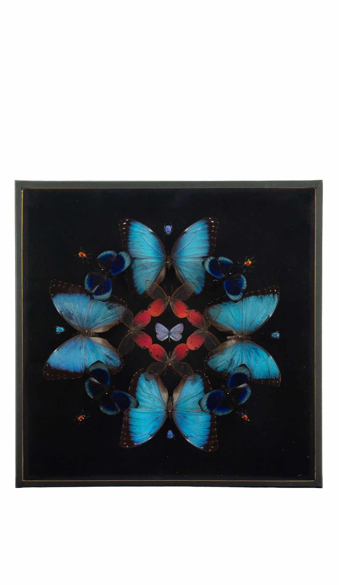 Petals (Butterfly Mandala) — Hasharat