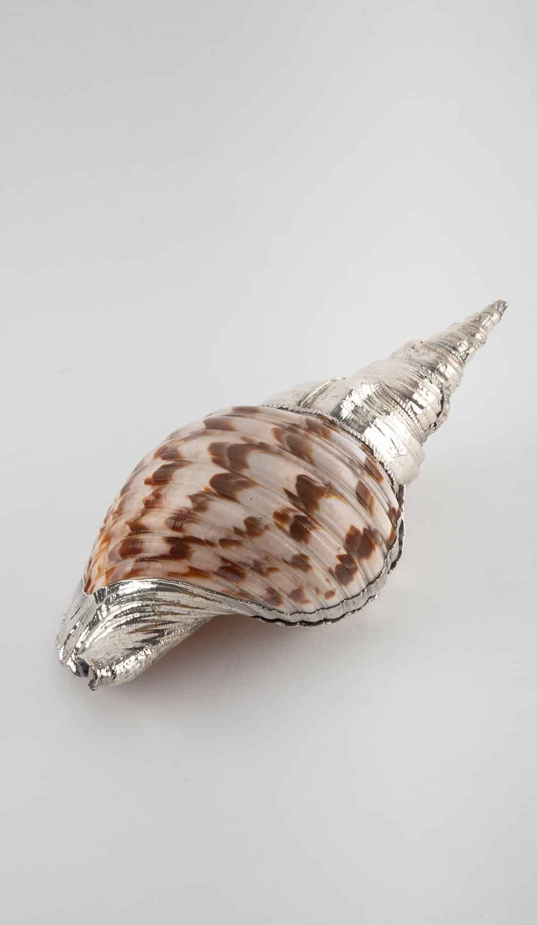 Partially Silvered Giant Triton Trumpet, 3.5