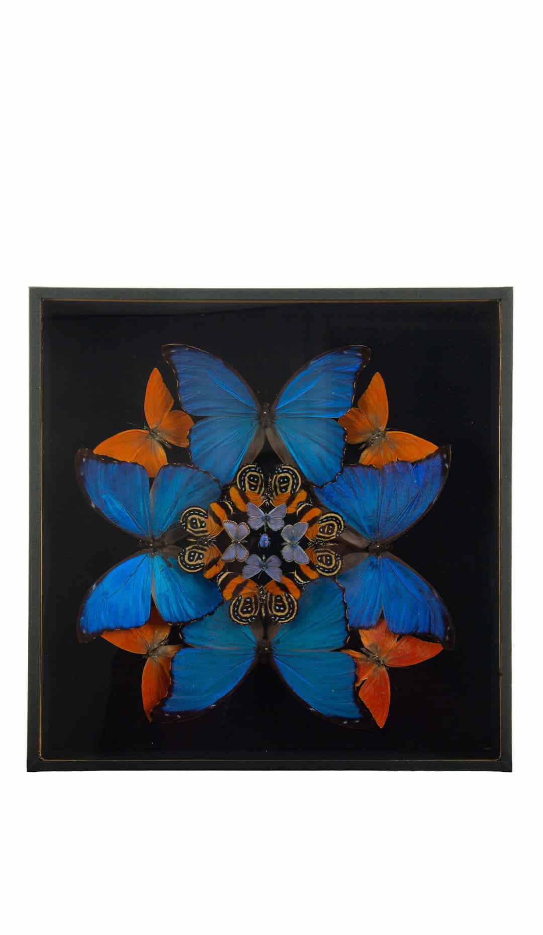 Metamorphosis: Entomological Composition by Hasharat