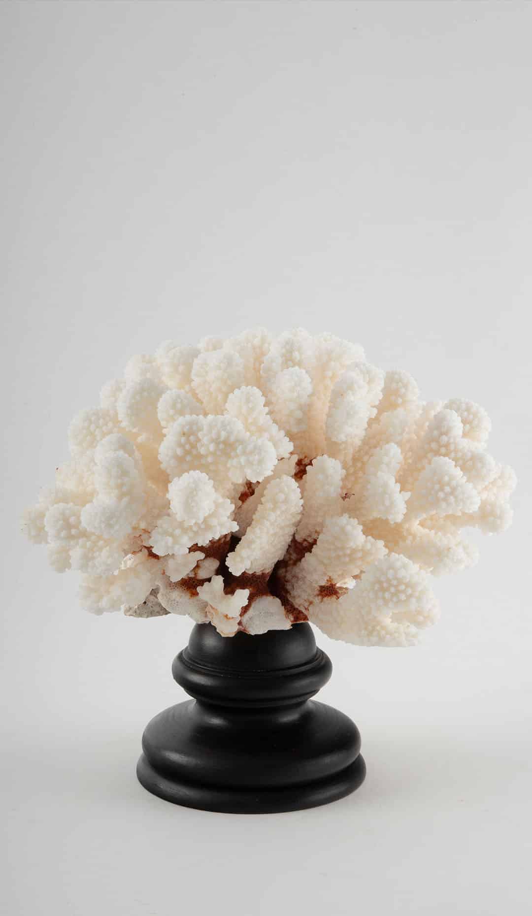Mounted Brownstem Coral, 8
