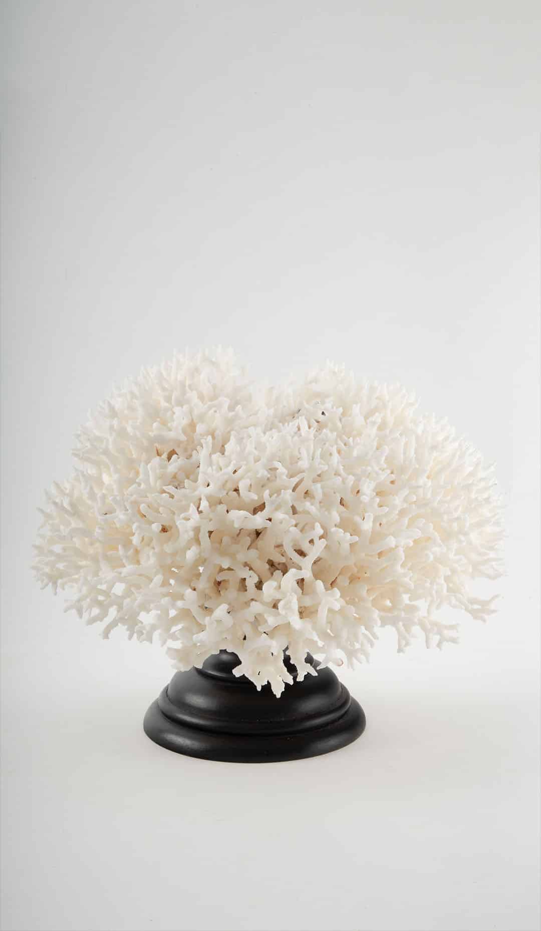 Mounted Birdnest Coral, 8.5