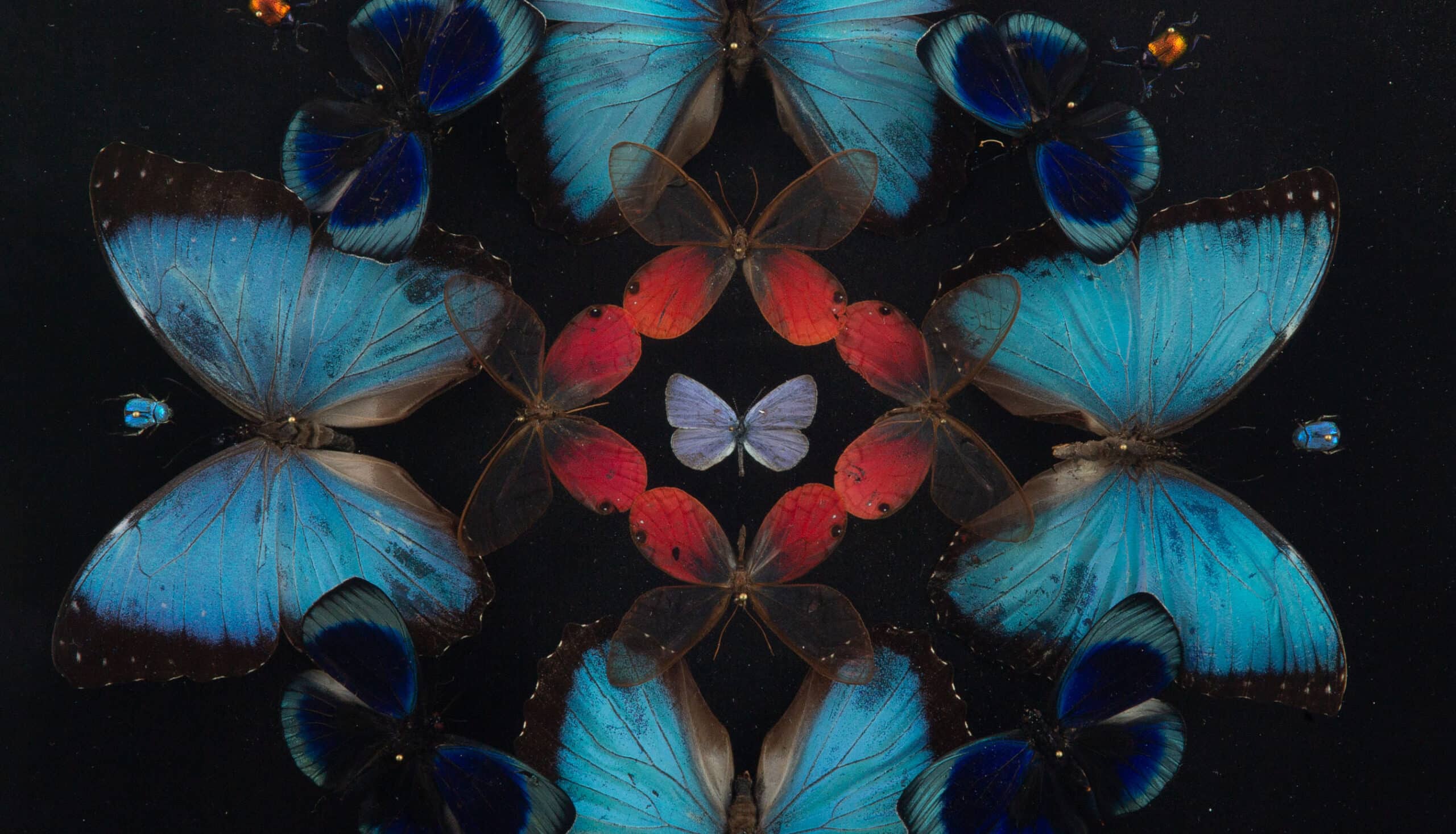 Petals (Butterfly Mandala) — Hasharat