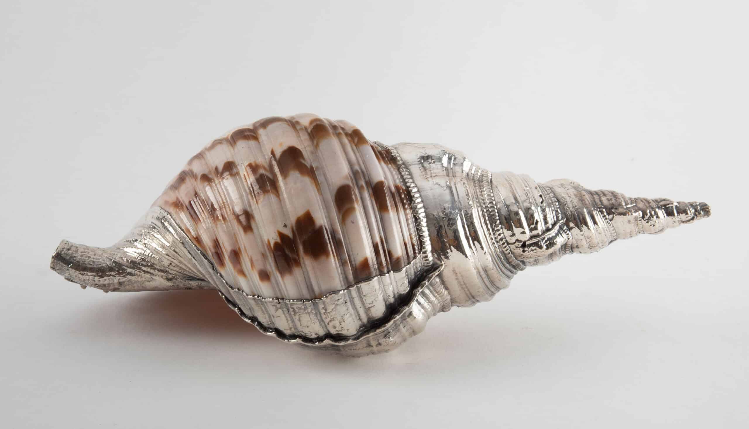 Partially Silvered Giant Triton Trumpet, 3.5