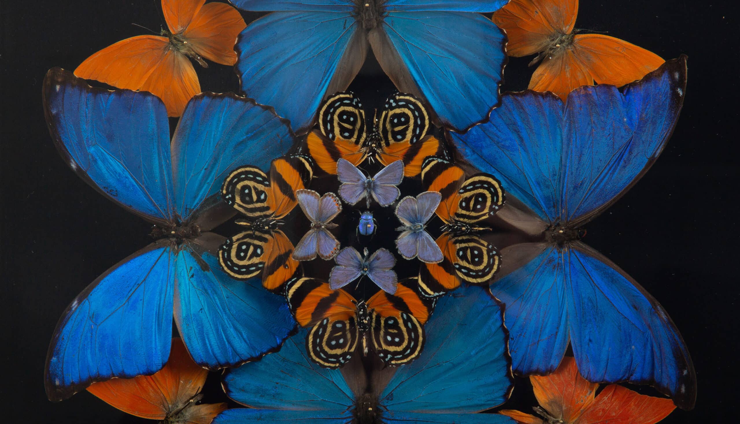 Metamorphosis: Entomological Composition by Hasharat