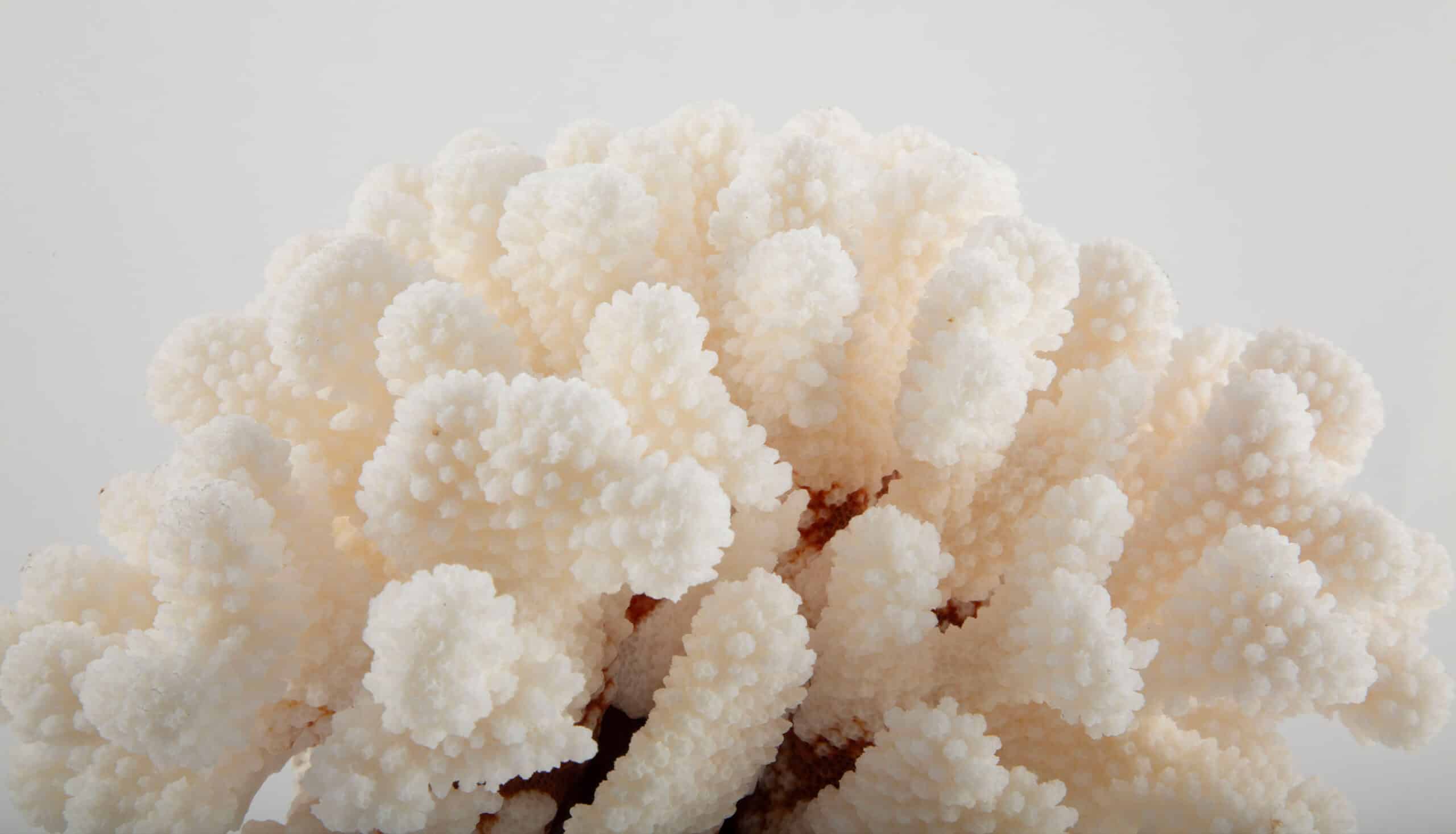 Mounted Brownstem Coral, 8