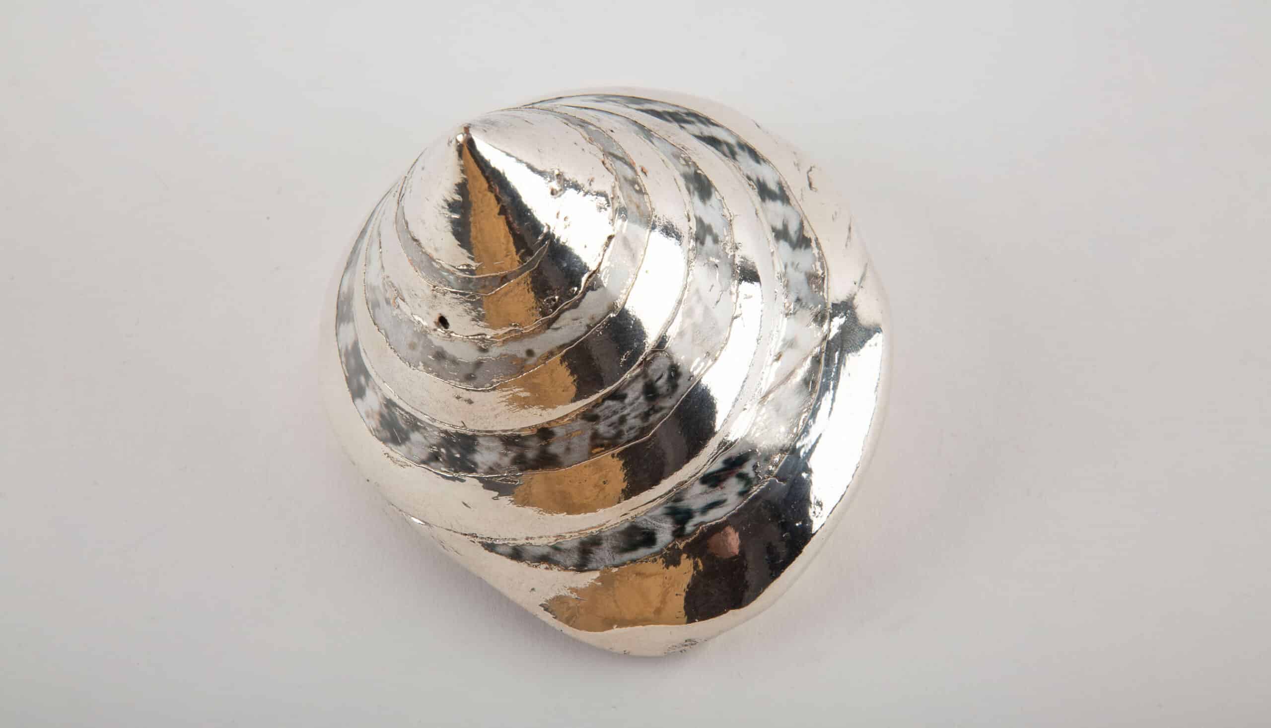 Partially Silvered Trochus Turbo, 3.5