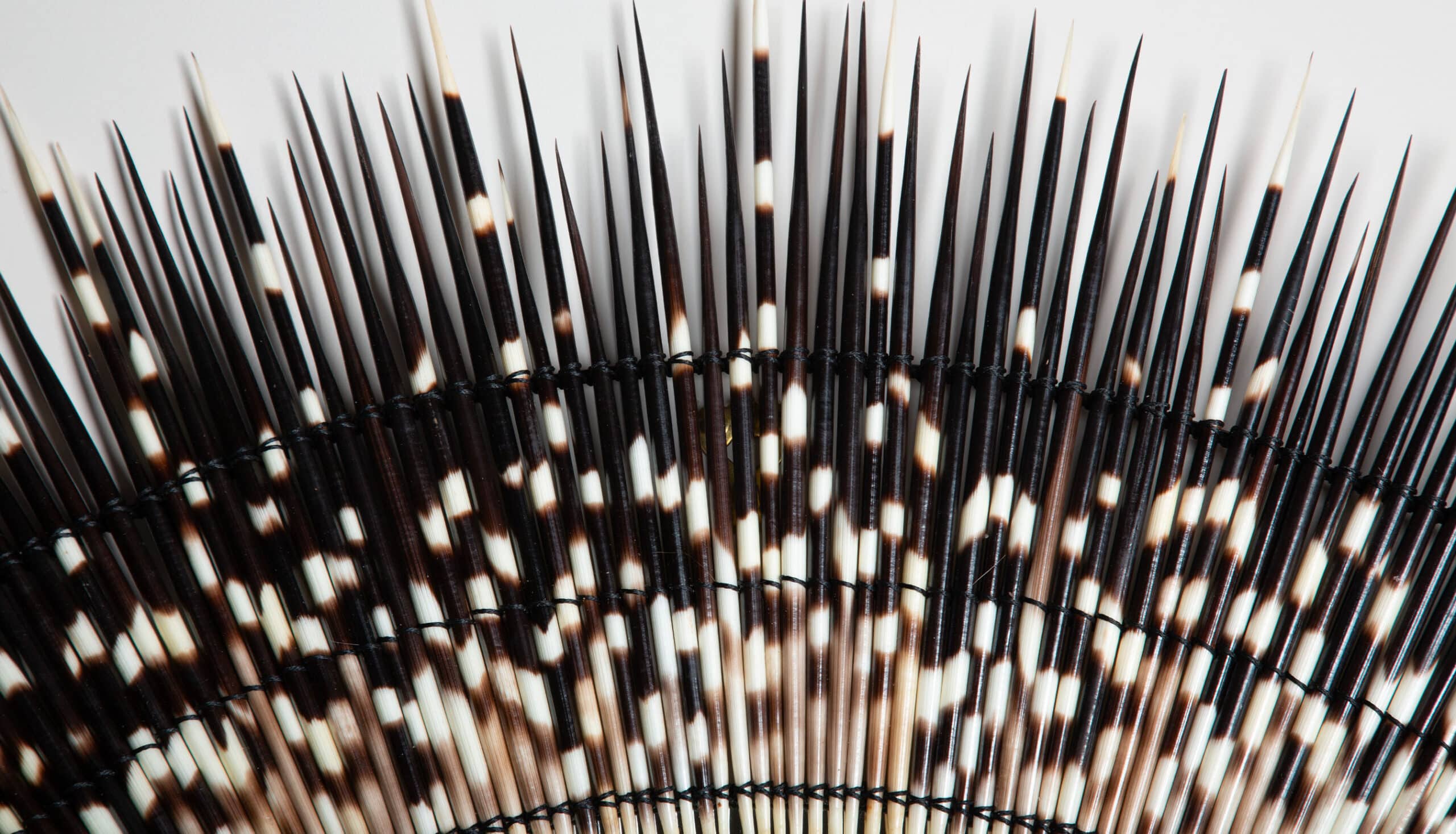 Halo of Quills: African Porcupine Mirror